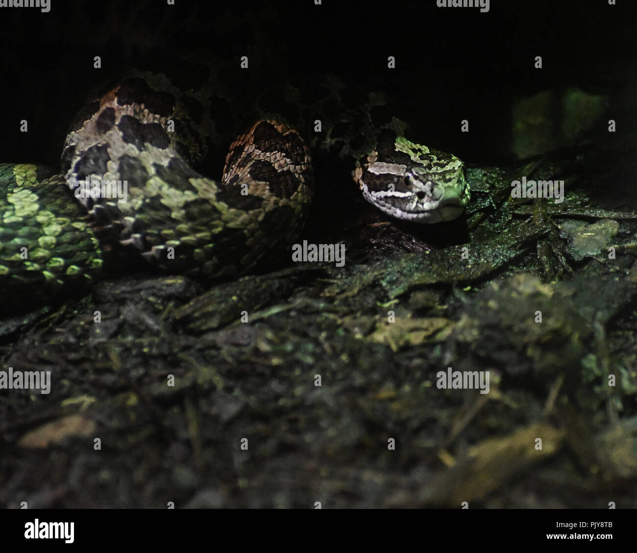 Toronto zoo snow leopard hi-res stock photography and images - Alamy
