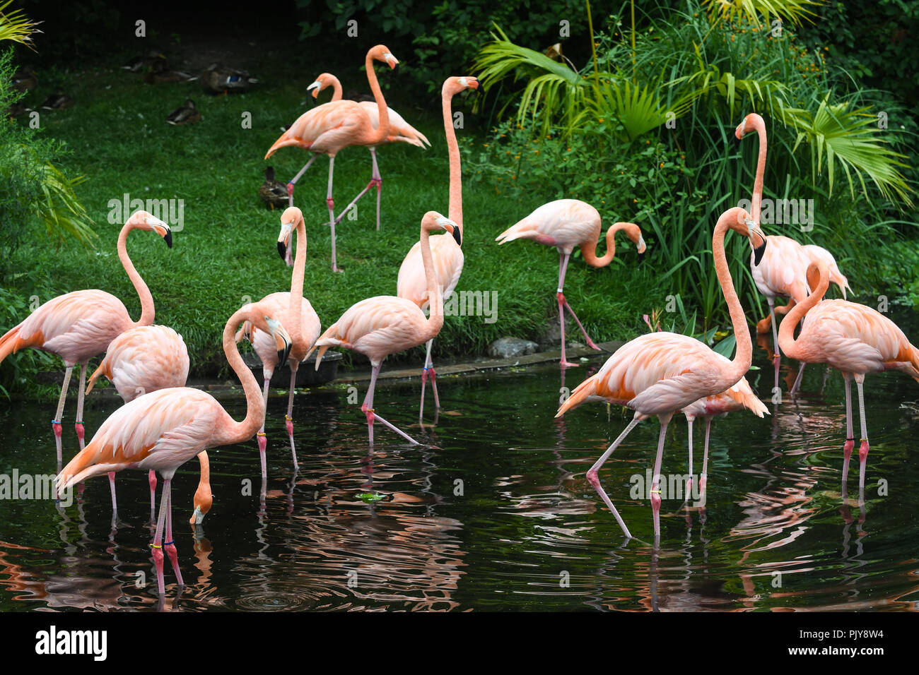 Toronto zoo snow leopard hi-res stock photography and images - Alamy
