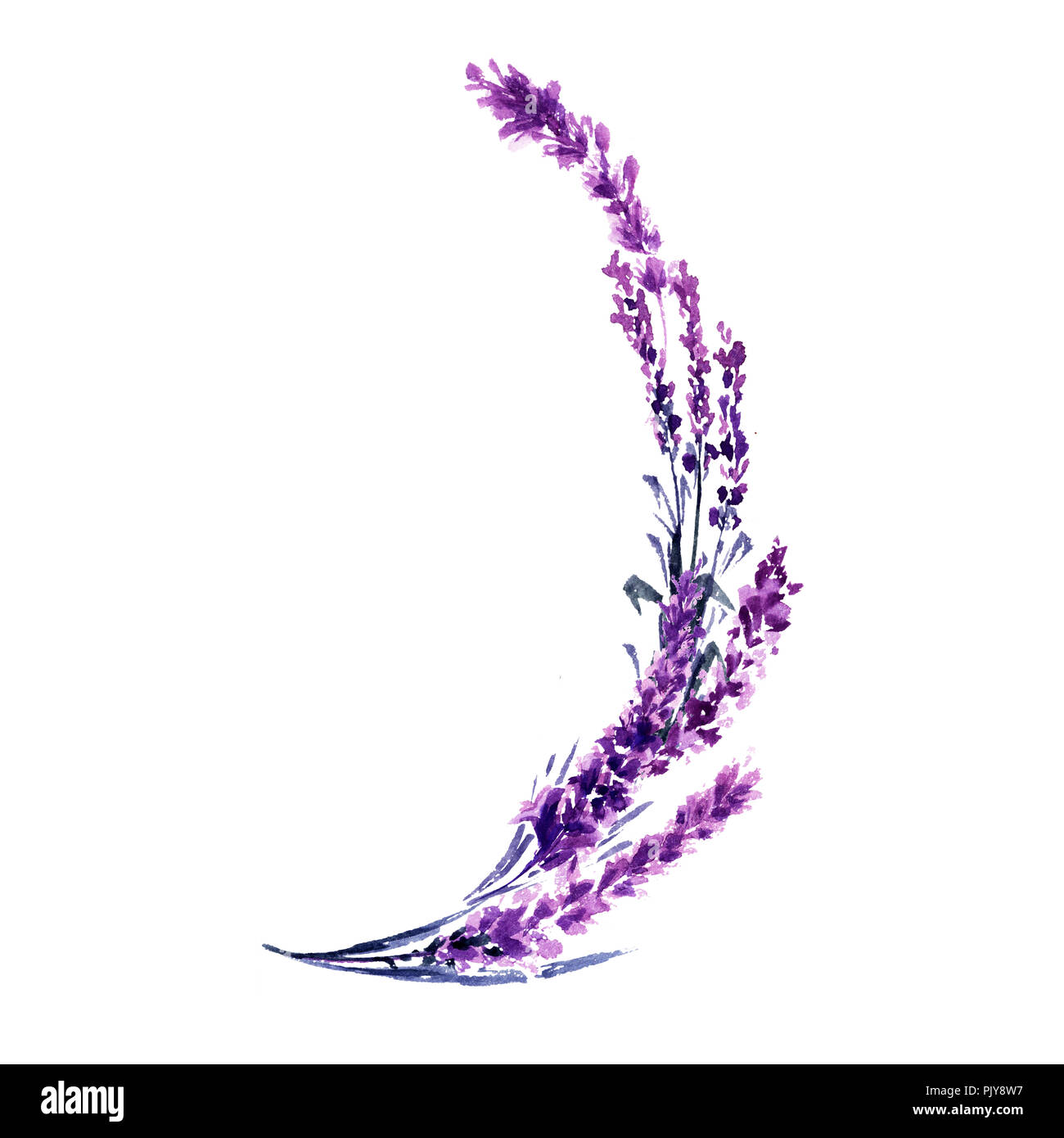 Lavender branch watercolor illustration. Delicate flowers crescent. Wedding invitations and Valentines day greeting cards floral design. Love and marriage. Lavender branch isolated raster Stock Photo
