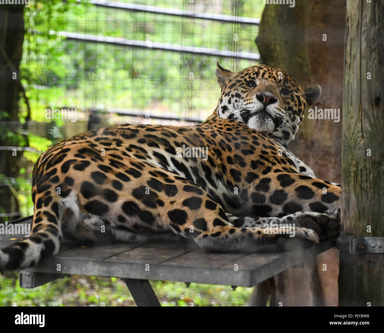 Toronto zoo snow leopard hi-res stock photography and images - Alamy