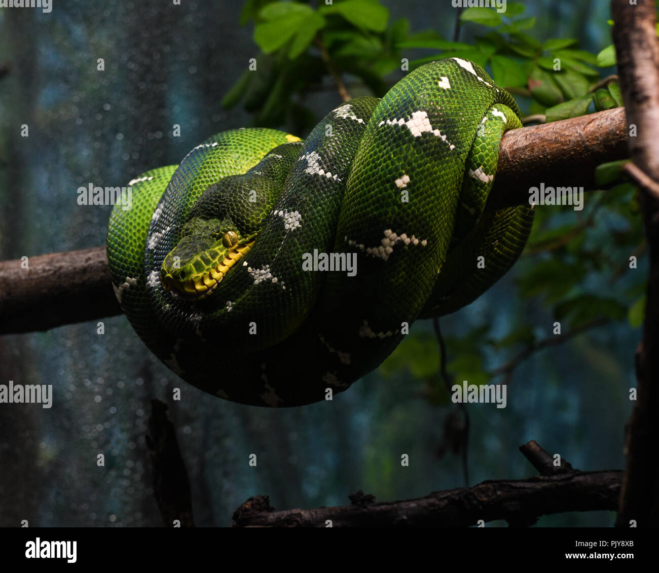 Toronto zoo snow leopard hi-res stock photography and images - Alamy
