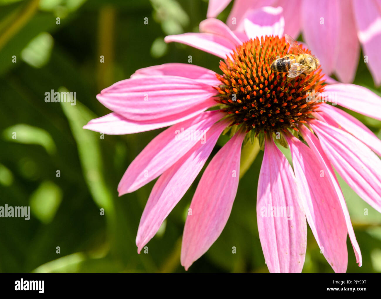 Macro Of A Purple Coneflower (Echinacea) With A Honey Bee And A Green Bokeh Stock Photo