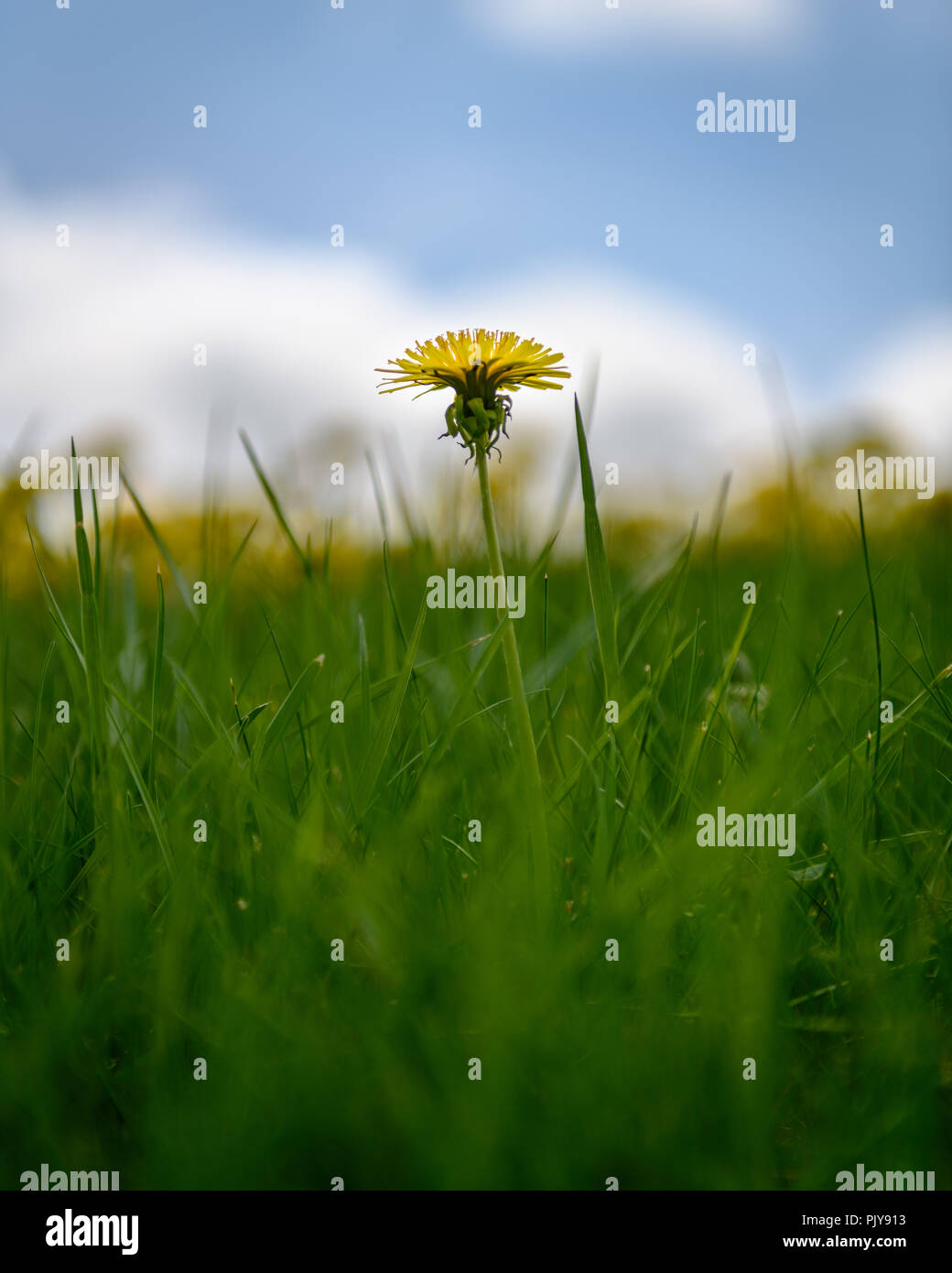 Single Dandelion Poking Up Over The Grass With Dandelions And The Sky In The Background Stock Photo