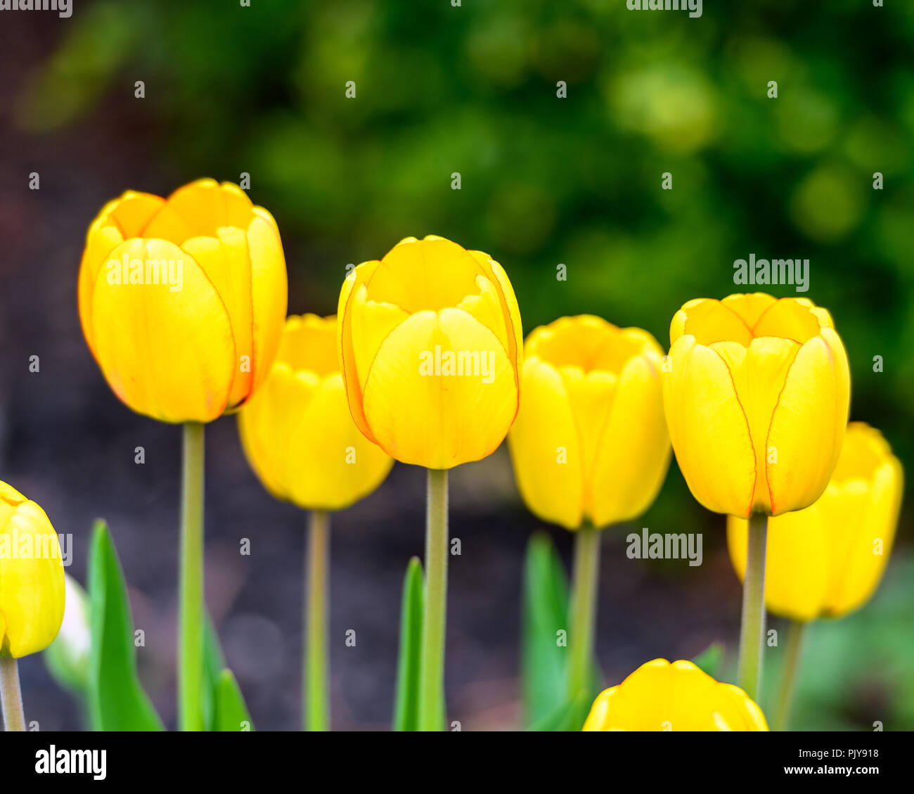 Macro Closeup Of A Row Of Bright Yellow Tulips With A Nice Green Bokeh Stock Photo