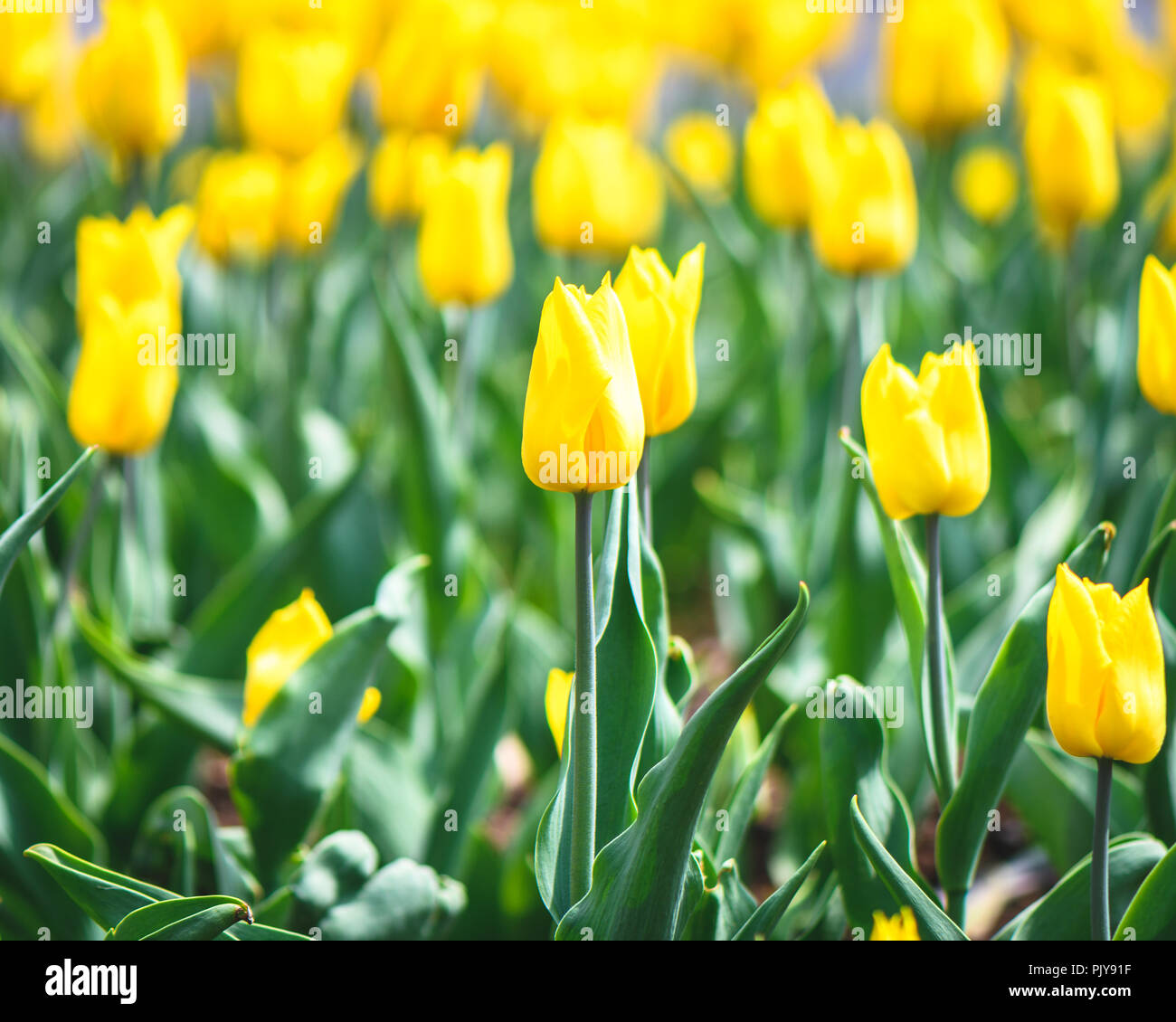 Closeup Of Some Bright Yellow Tulips With A Nice Yellow And Green Bokeh Stock Photo
