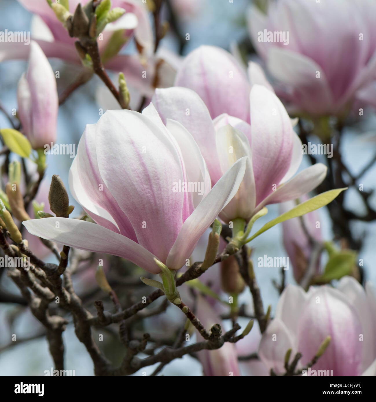 Macro Of The Pink And Purple Blossoms Of The Pink Magnolia Tree Stock Photo