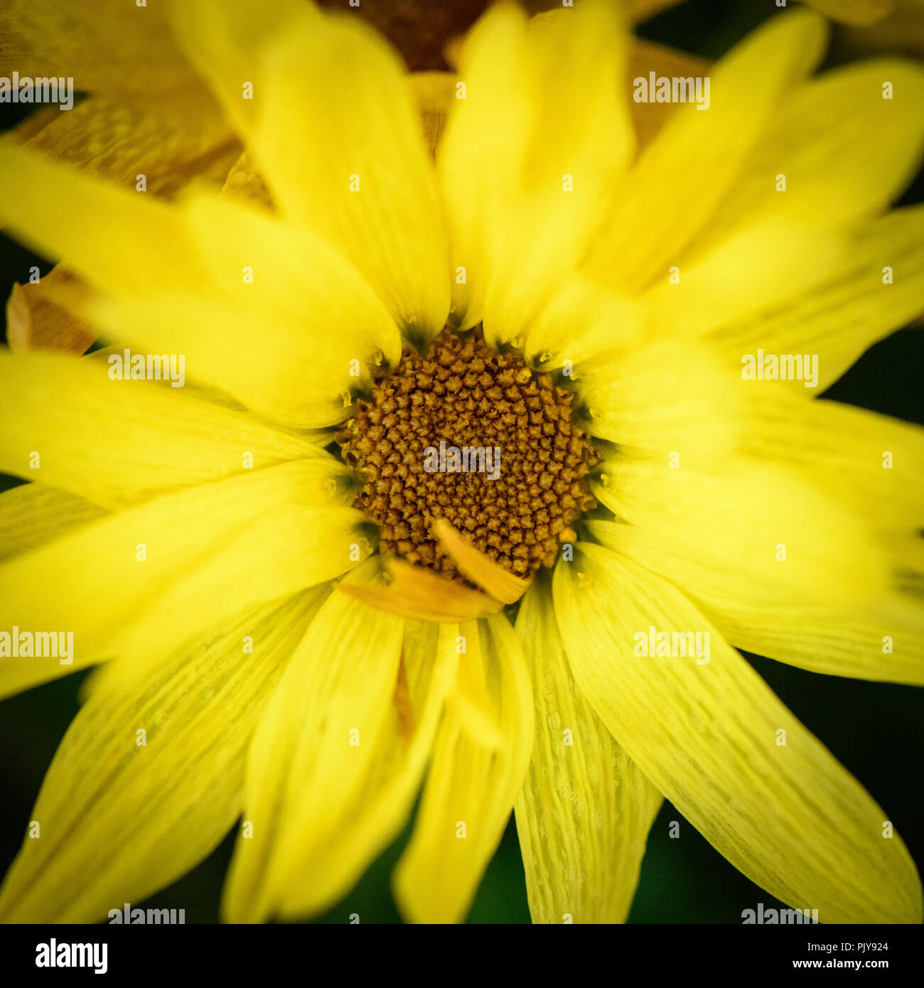 Macro Of A Yellow Daisy From Overhead Stock Photo