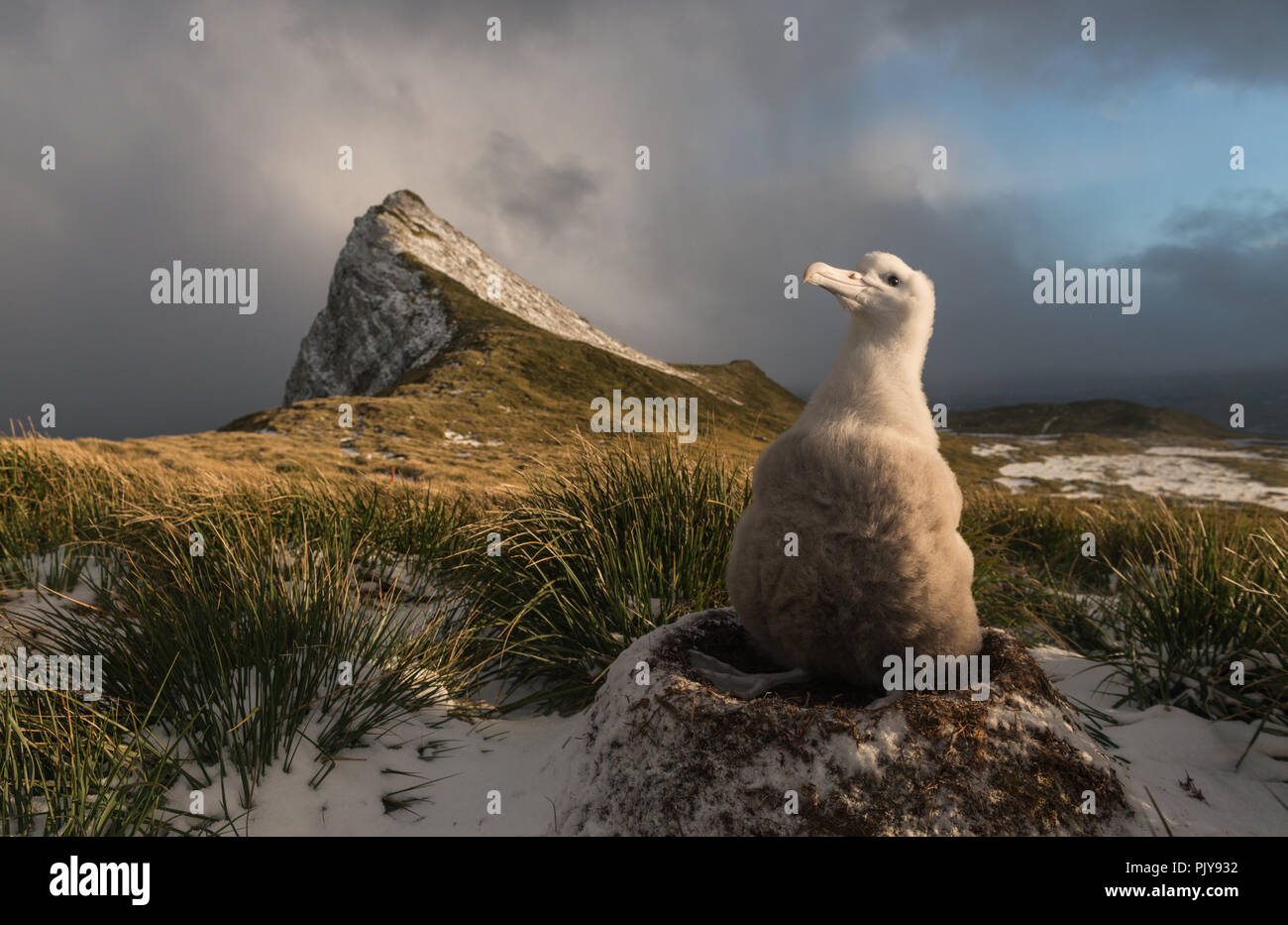 A wandering albatross chick (Diomedia exulans) sitting up in it's nest on Bird Island, South Georgia, with the evening sun lighting up the hills behin Stock Photo