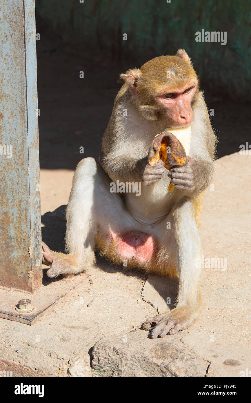 A Macaque monkey inside the Buddhist site at the top of the pedestal hill of Taung Kalat (Mount Popa), Myanmar (Burma). Stock Photo