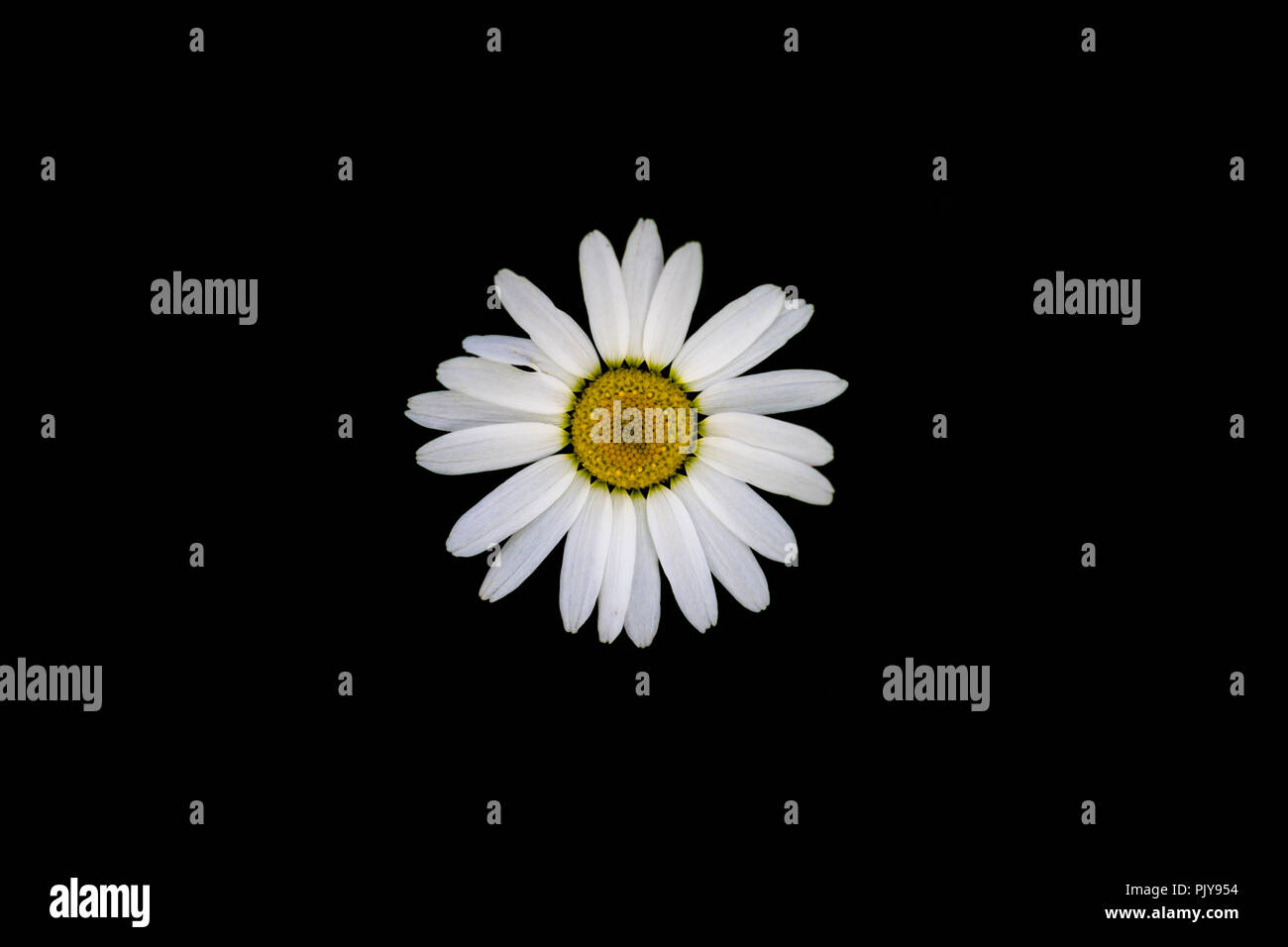 Wild daisies on a black background. Stock Photo