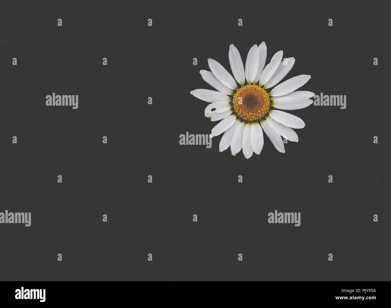 Wild daisies on a black background. Stock Photo