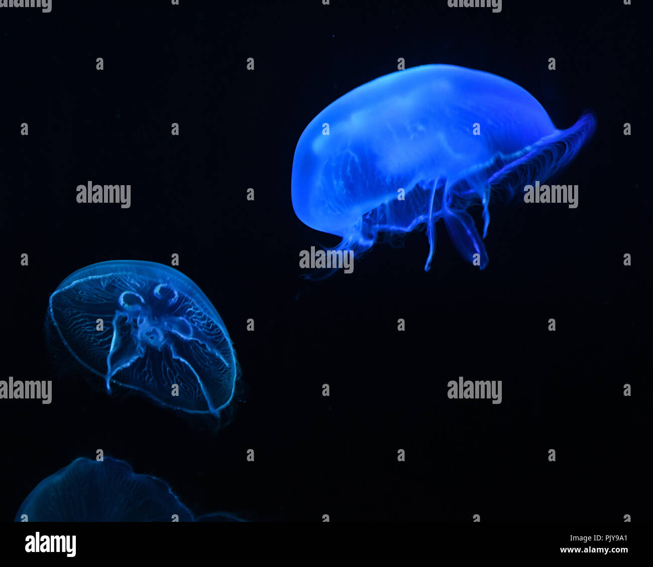 Toronto zoo snow leopard hi-res stock photography and images - Alamy