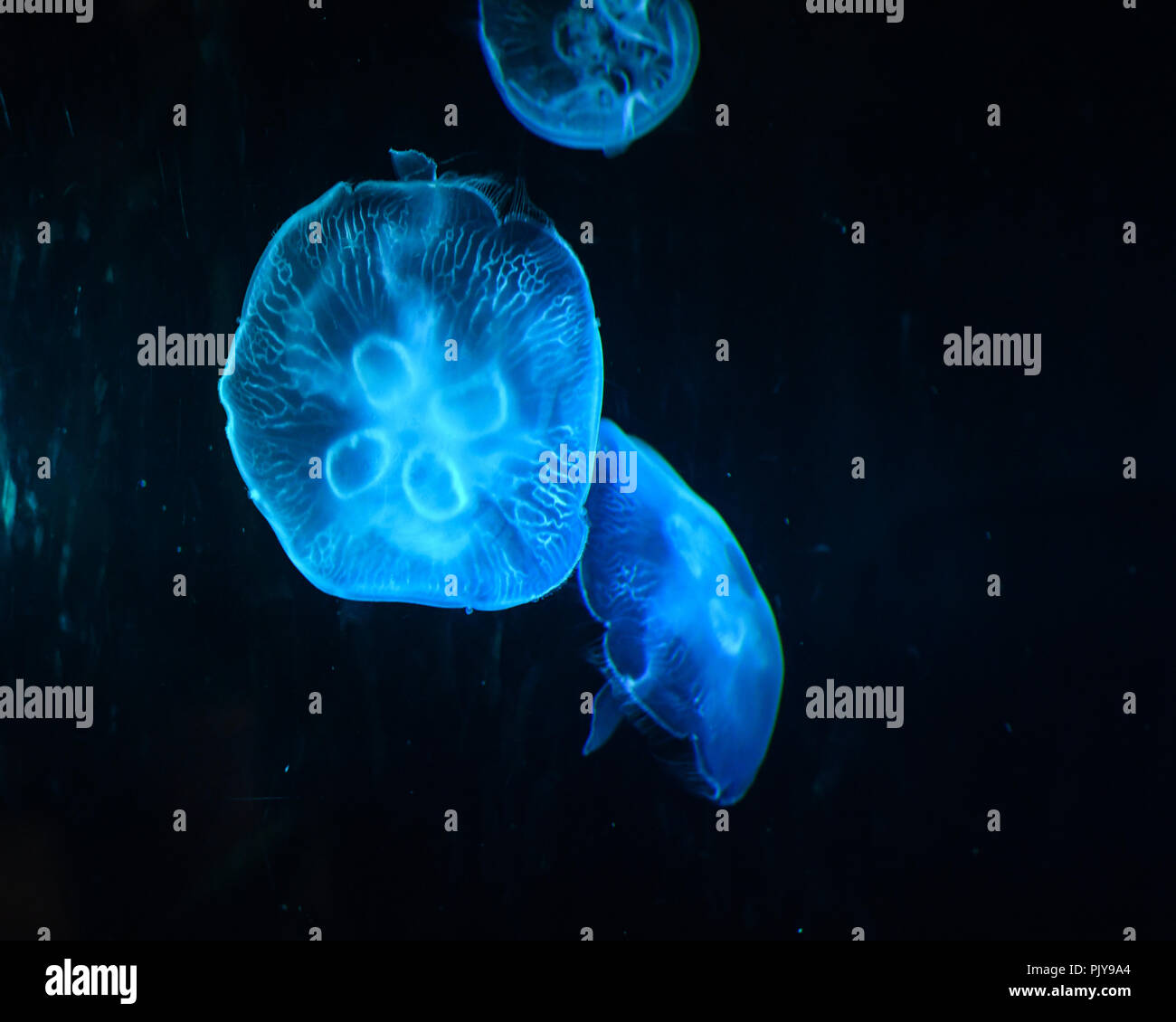 Toronto zoo snow leopard hi-res stock photography and images - Alamy