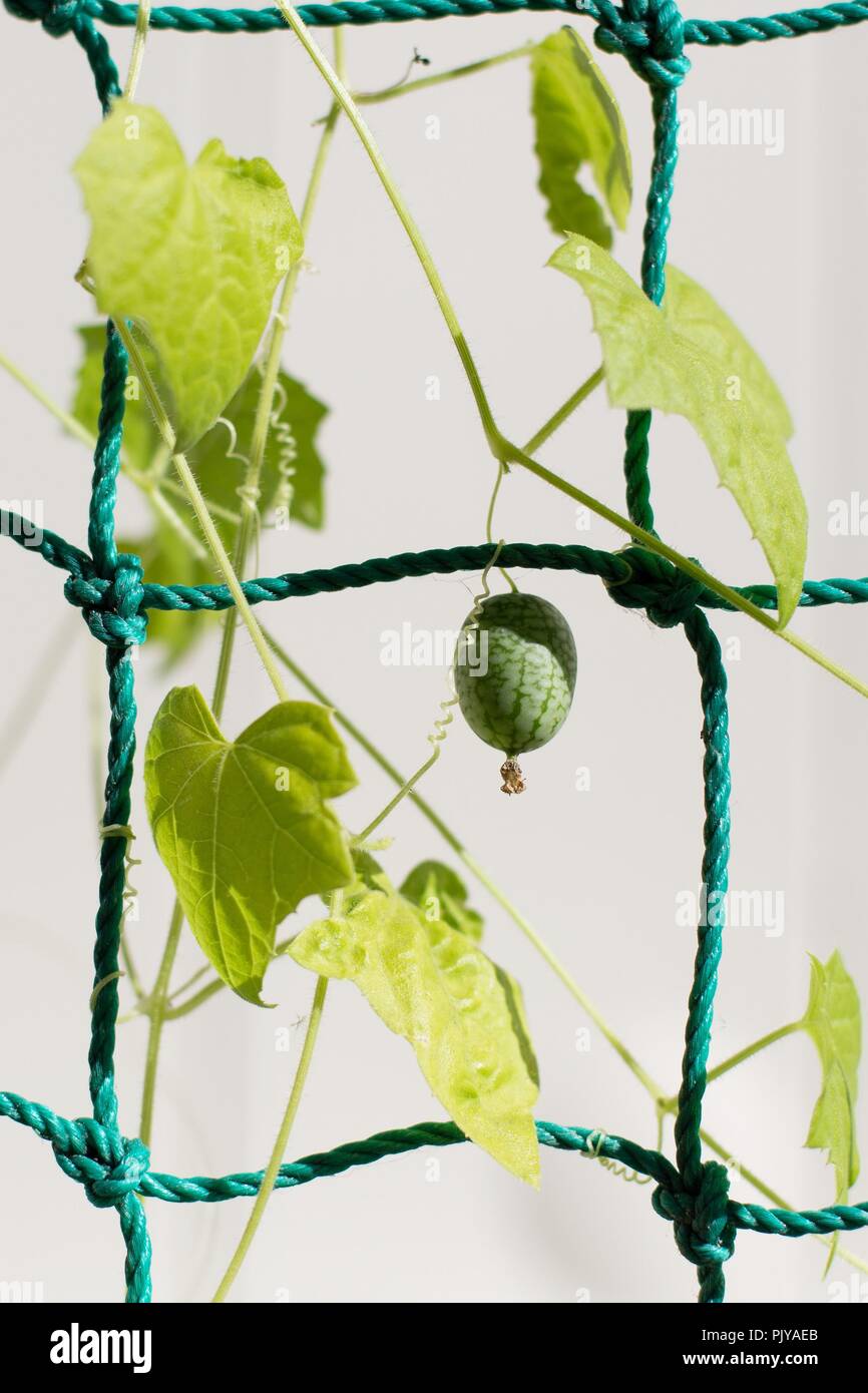 Melothria scabra, or mouse melon, growing on recycled sports netting. Stock Photo