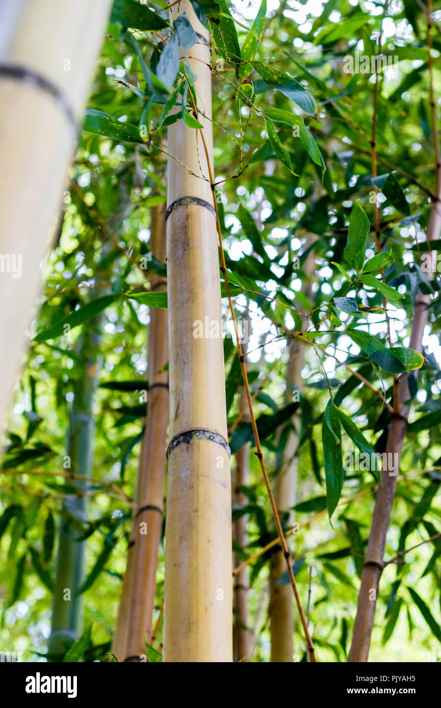 Sunlight bamboo hires stock photography and images Alamy