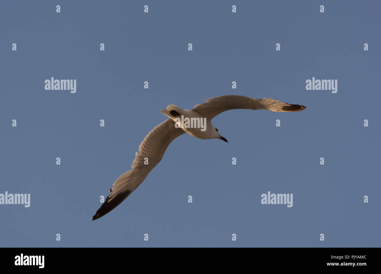 White seagull bird flying in the blue sky Stock Photo - Alamy