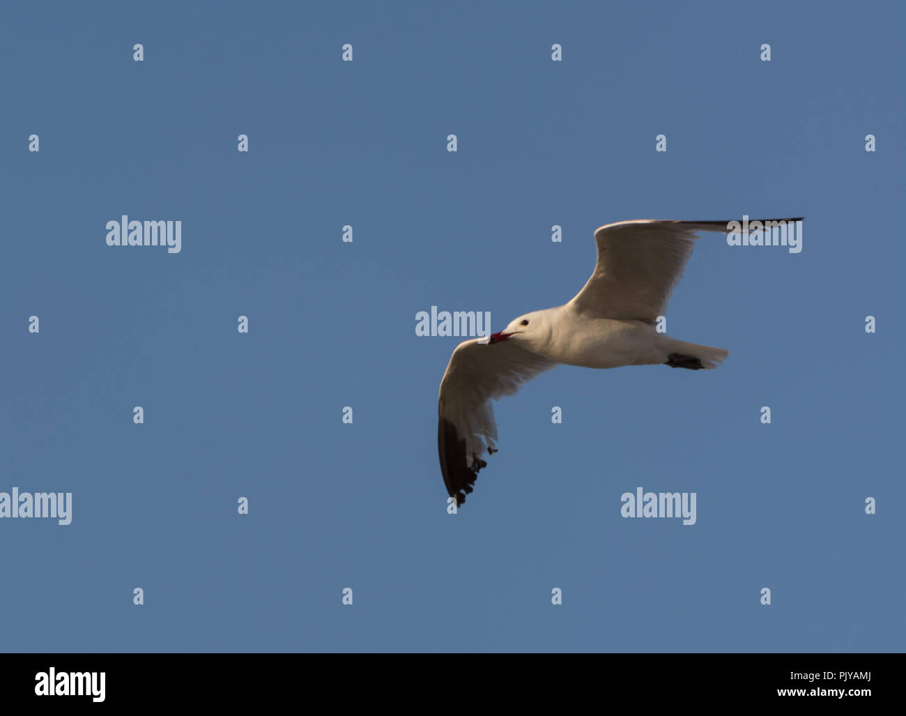 White seagull bird flying in the blue sky Stock Photo - Alamy