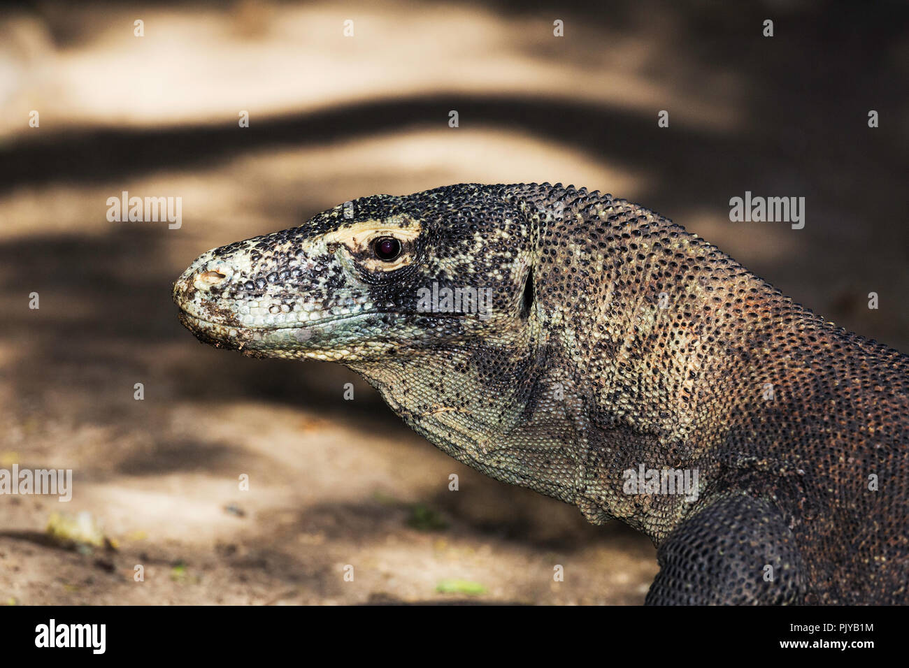 Adult Komodo dragon, Varanus komodoensis, head detail, Rinca Island,  Flores Sea, Indonesia Stock Photo