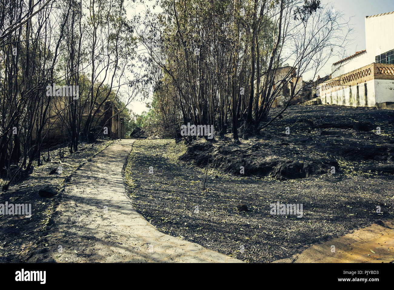 Forest burned by a fire near the house, with the ground full of ashes Stock Photo