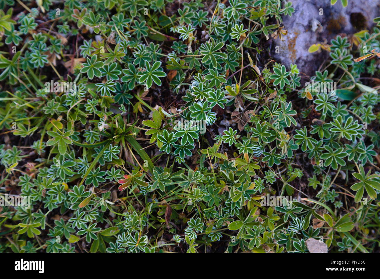 The photo was taken in the Swiss Prealps and shows the plant alpine lady's-mantle (Alchemilla alpina) Stock Photo