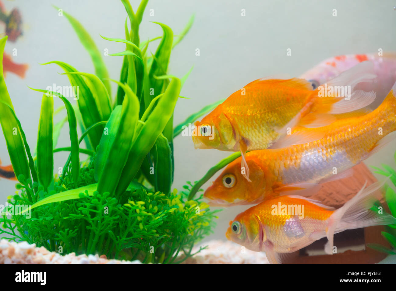 https://c8.alamy.com/comp/PJYEF3/little-fish-in-fish-tank-or-aquarium-gold-fish-guppy-and-red-fish-fancy-carp-with-green-plant-underwater-life-concept-PJYEF3.jpg