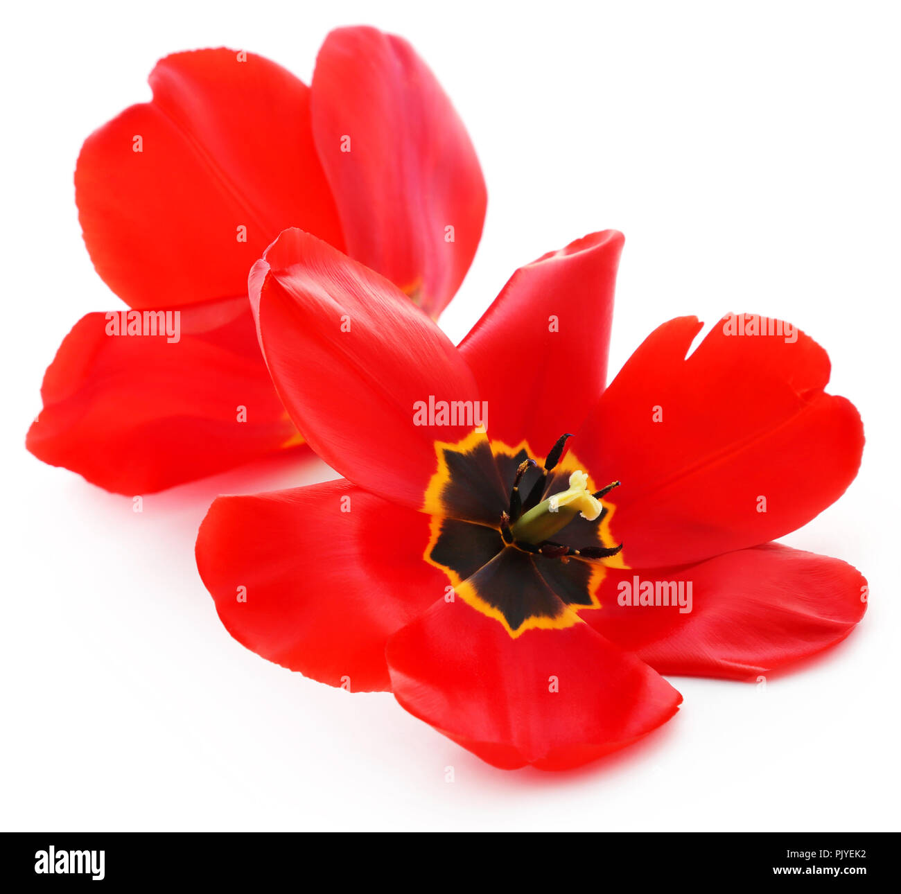 Closeup of fully bloomed tulip over white background Stock Photo - Alamy