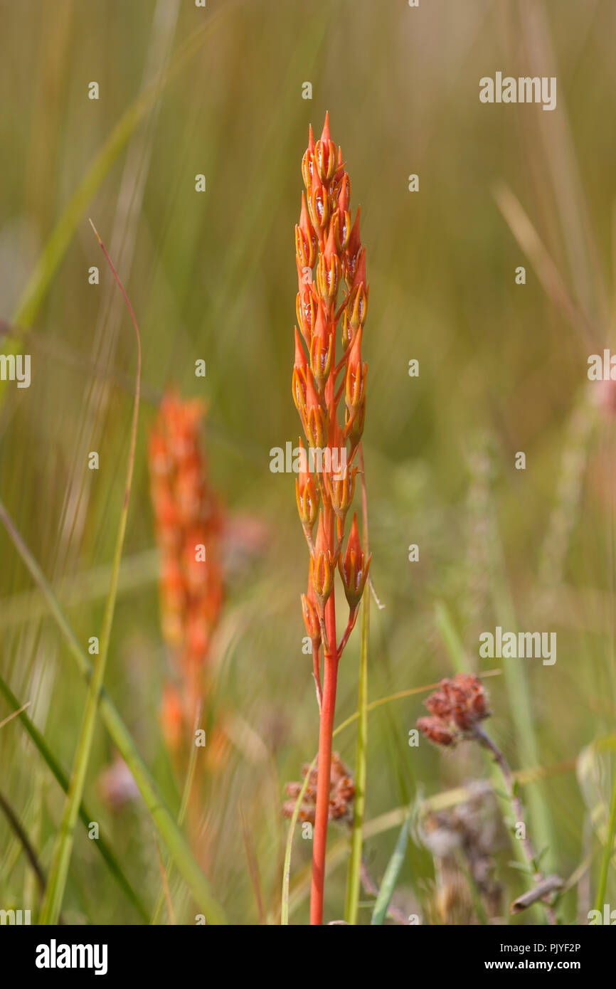 Bog Asphodel, Narthecium ossifragum, seedhead, August, Monmouthshire, Wales, UK Stock Photo