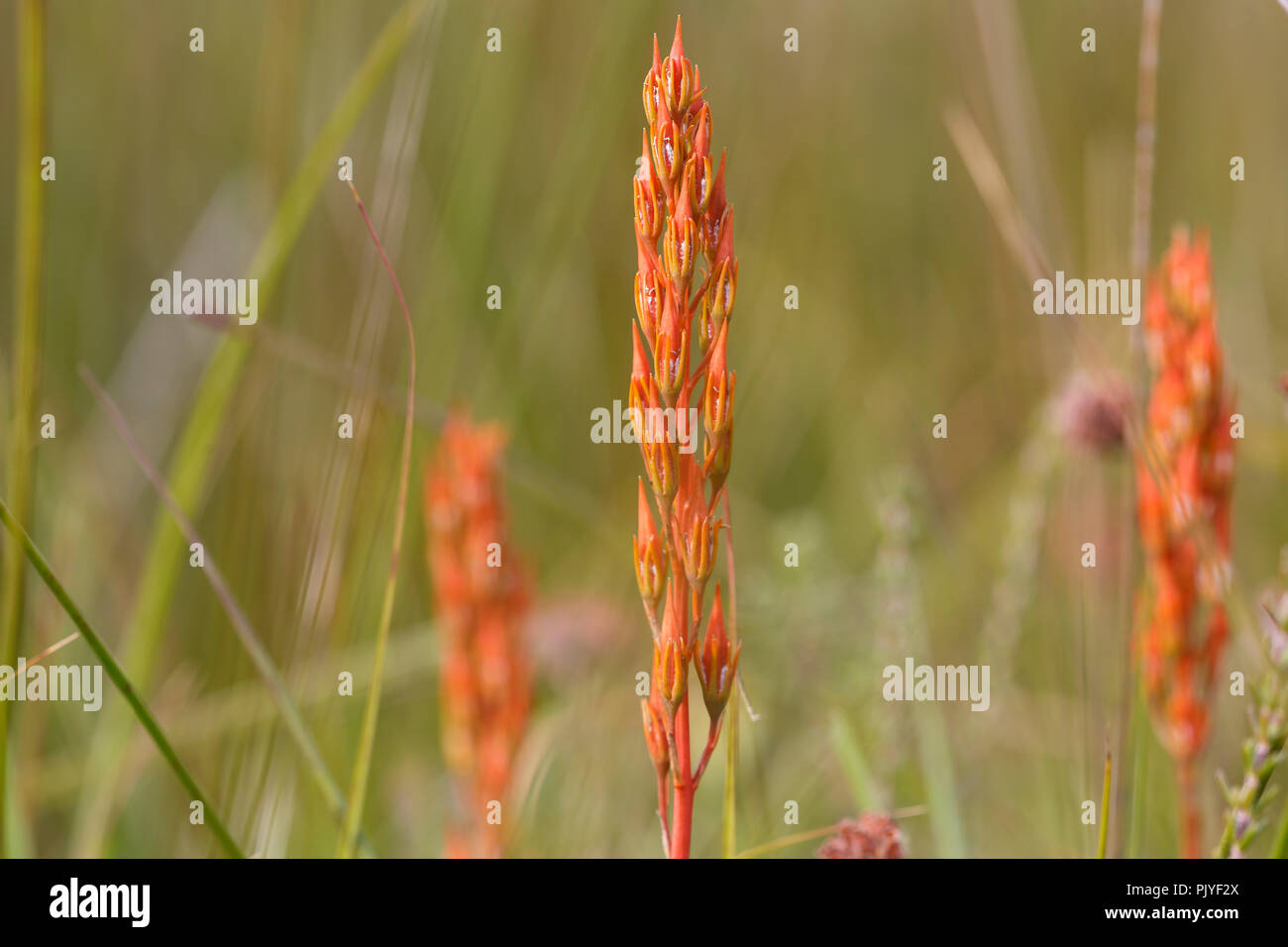 Bog Asphodel, Narthecium ossifragum, seedhead, August, Monmouthshire, Wales, UK Stock Photo