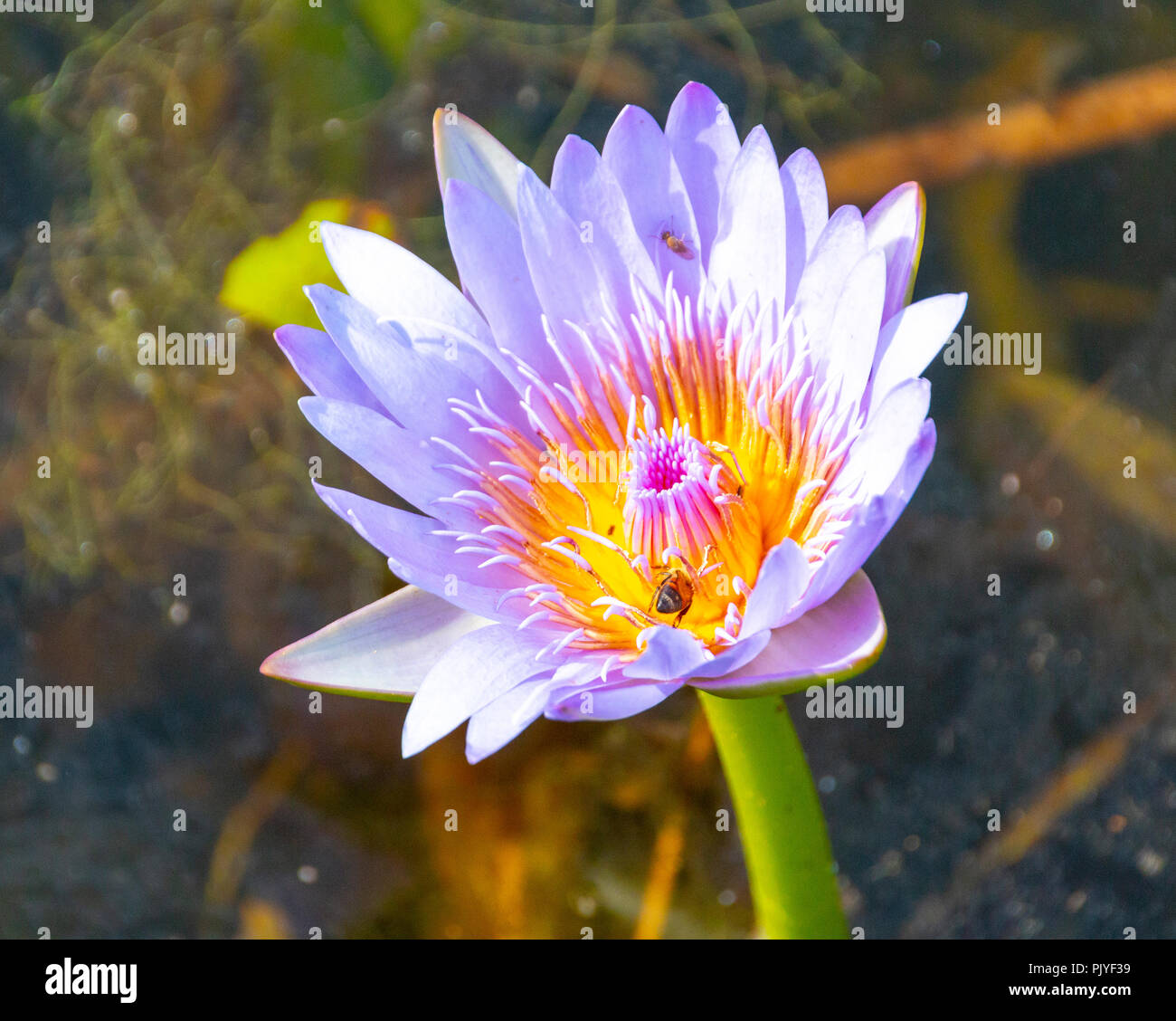 A close up view of a purple and orange water lilly with the back of a honey bee on the side Stock Photo