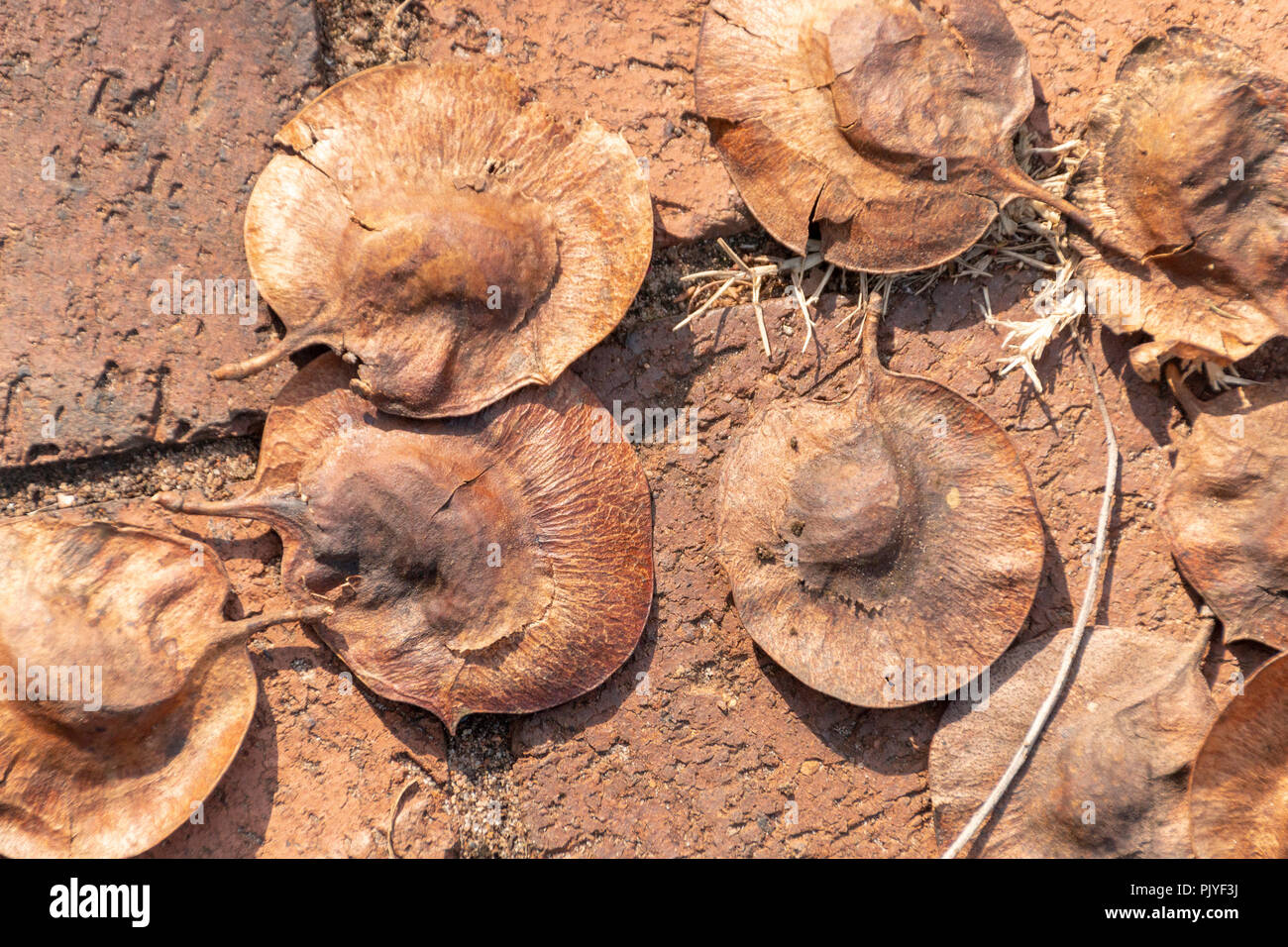 A close up view of seed pods that have fallen to the ground from a tree waiting to transported by the wind to a new destination Stock Photo