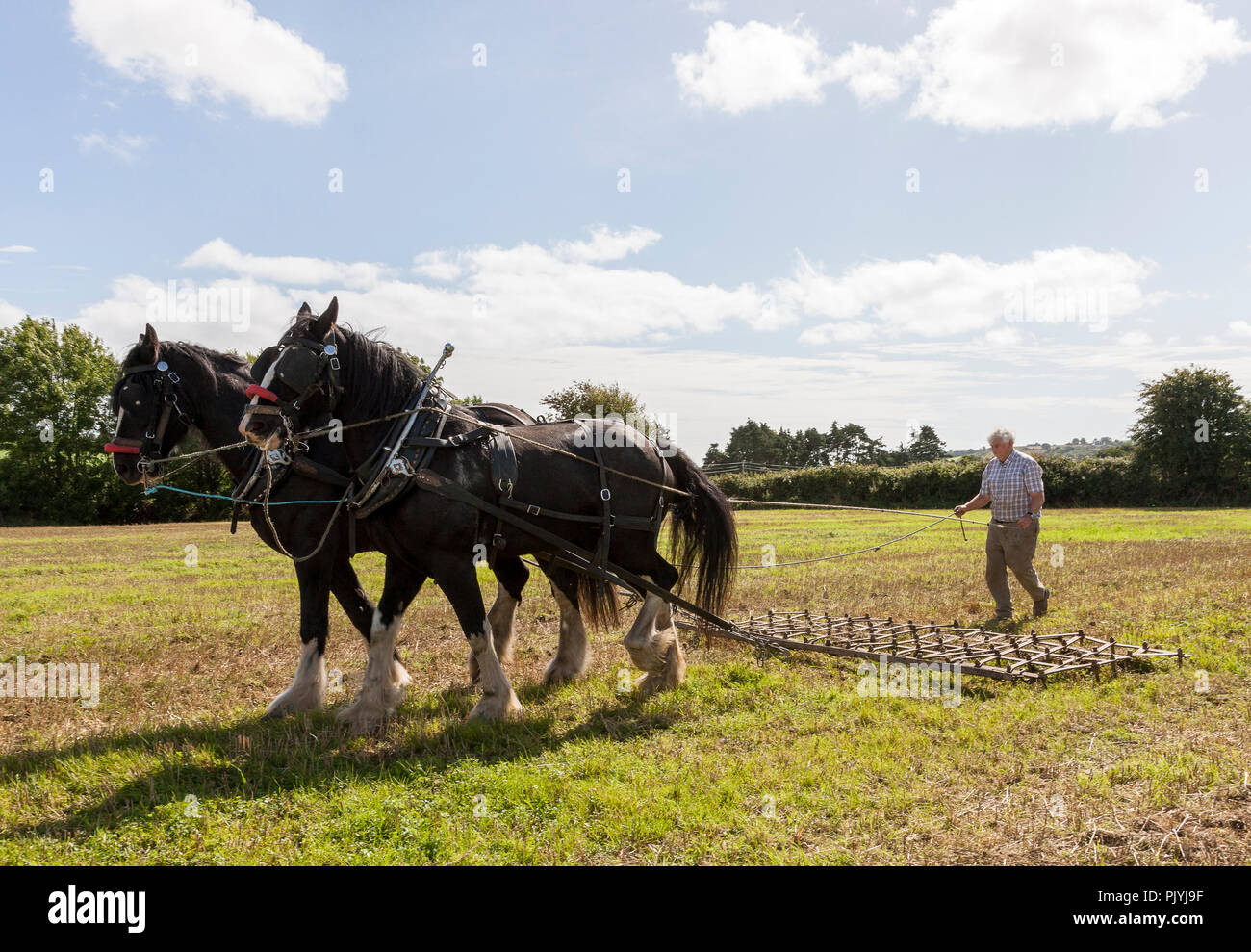 Timoleague, Cork, Ireland. 9th September 2018. Donal McCarthy from Rosscarbery with his two Clydesdale Horses Sally and Penny giving a demonstration of harrowing at the West Cork Vintage Ploughing & Threshing event that was held at Barryshall Timoleague Co.Cork. Credit: David Creedon/Alamy Live News Stock Photo