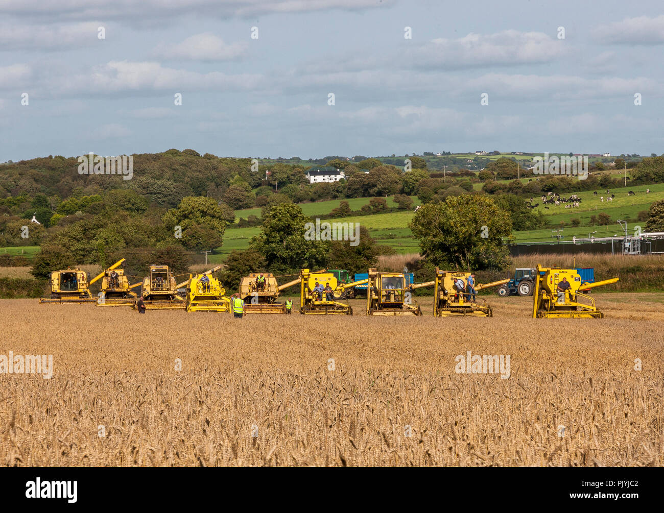 Timoleague, Cork, Ireland. 9th September 2018.Nine Combine Harvesters cut a fiel of Wheat at the West Cork Vintage Ploughing & Threshing event that was held at Barryshall Timoleague Co.Cork. Credit: David Creedon/Alamy Live News Stock Photo