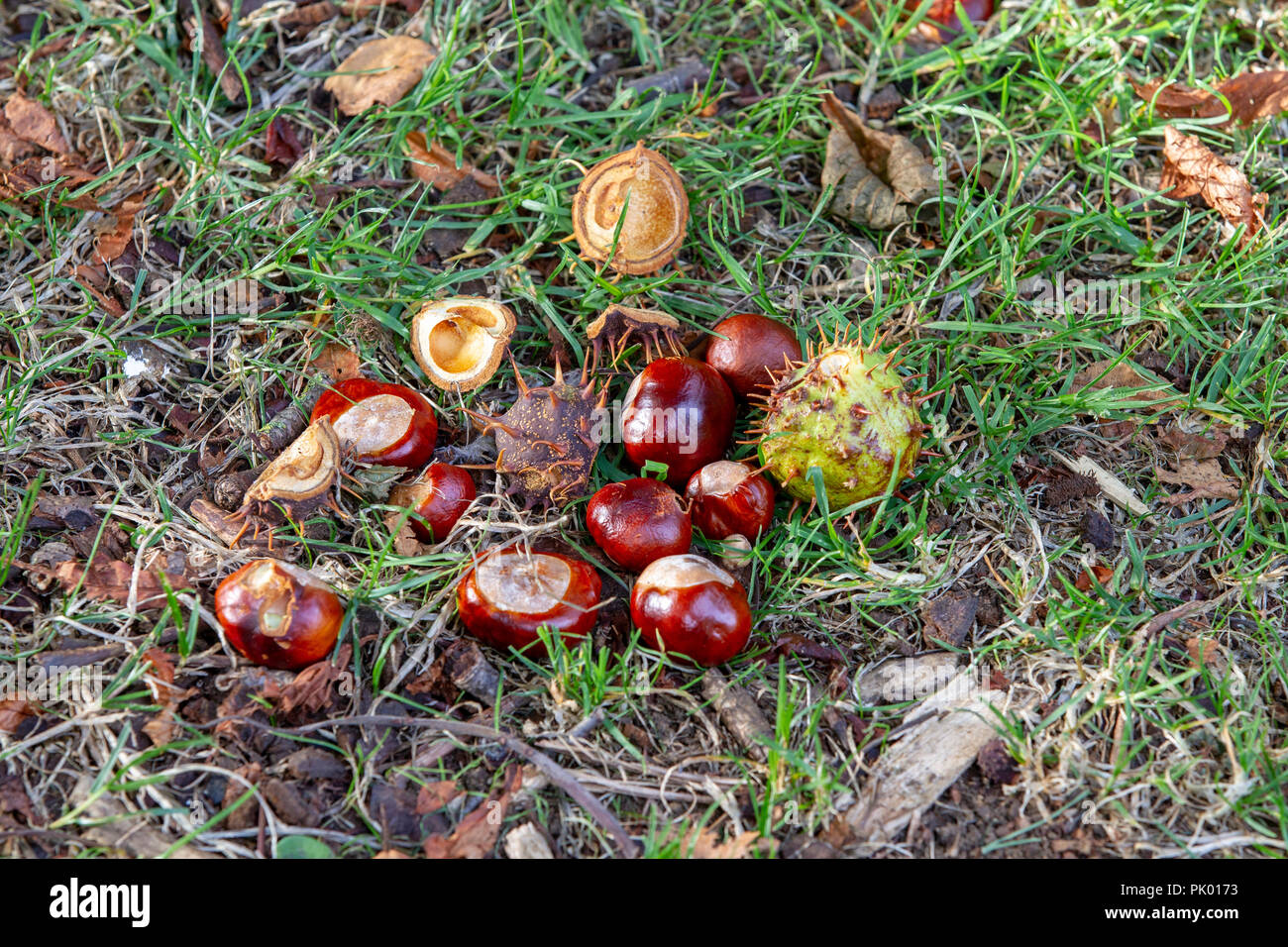 Northampton. 10th September 2018. Autumn leaves and Conkers from a ...