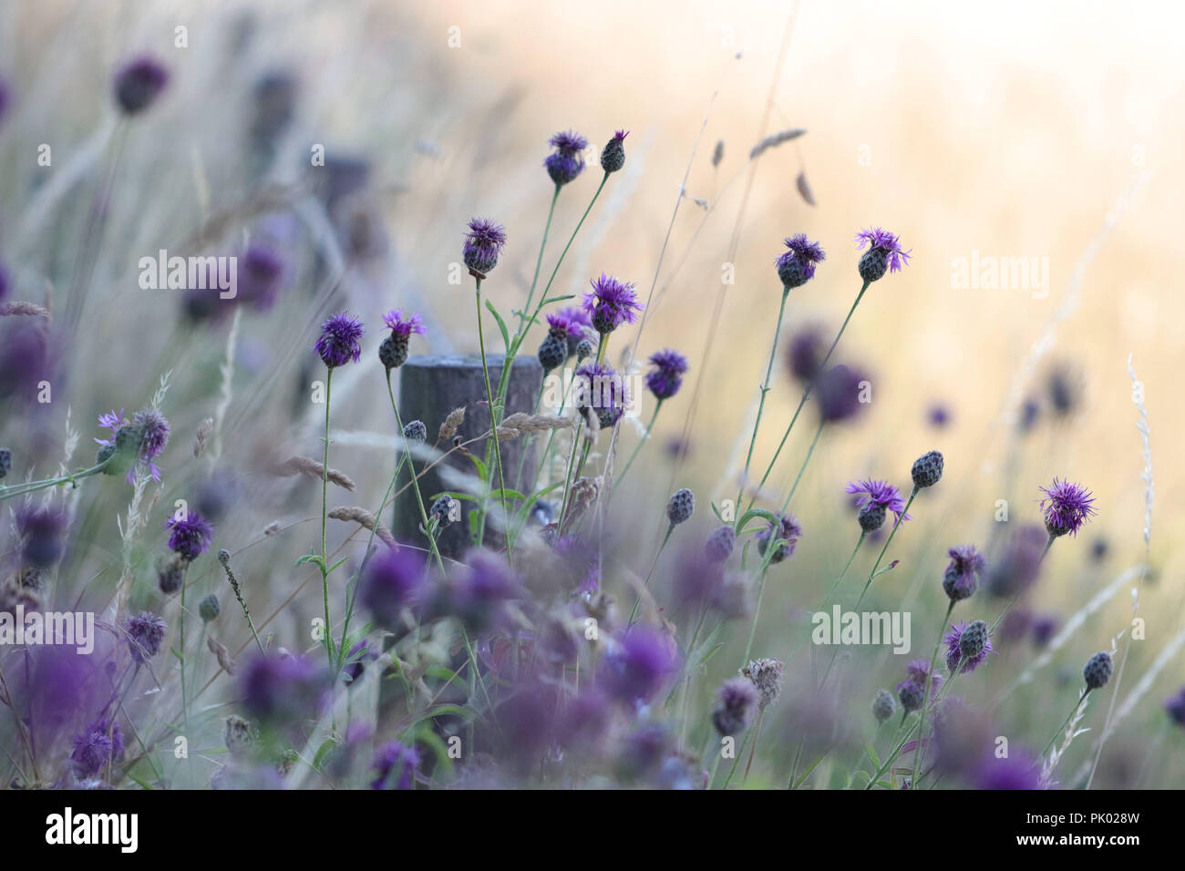 Dreams And Nature Hi Res Stock Photography And Images Alamy Dreams And Nature Hi Res Stock Photography And Images Alamy