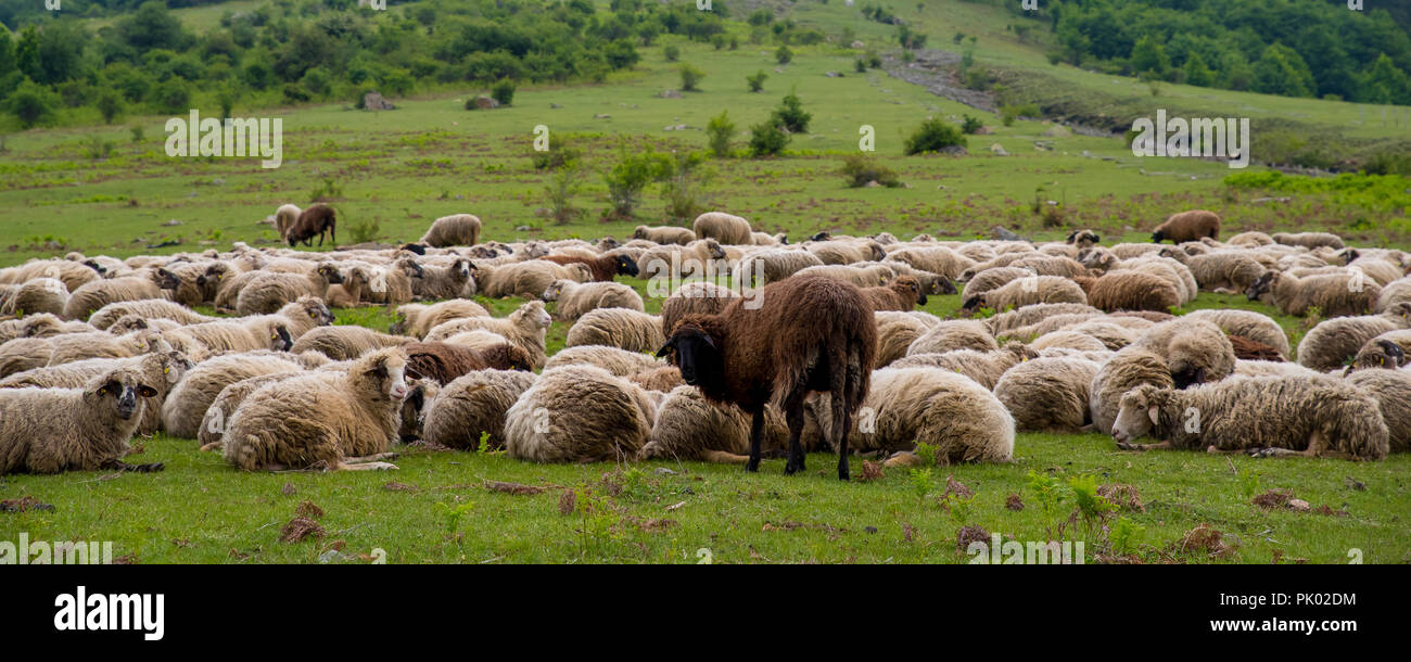 Flock of sheep in the mountain. Livestock. Stock Photo