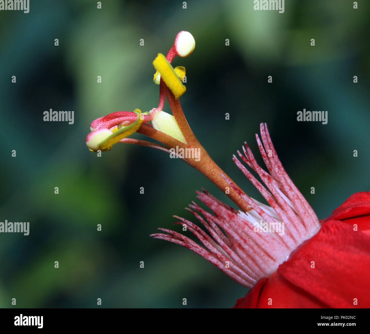 Passiflora flower macro image Stock Photo