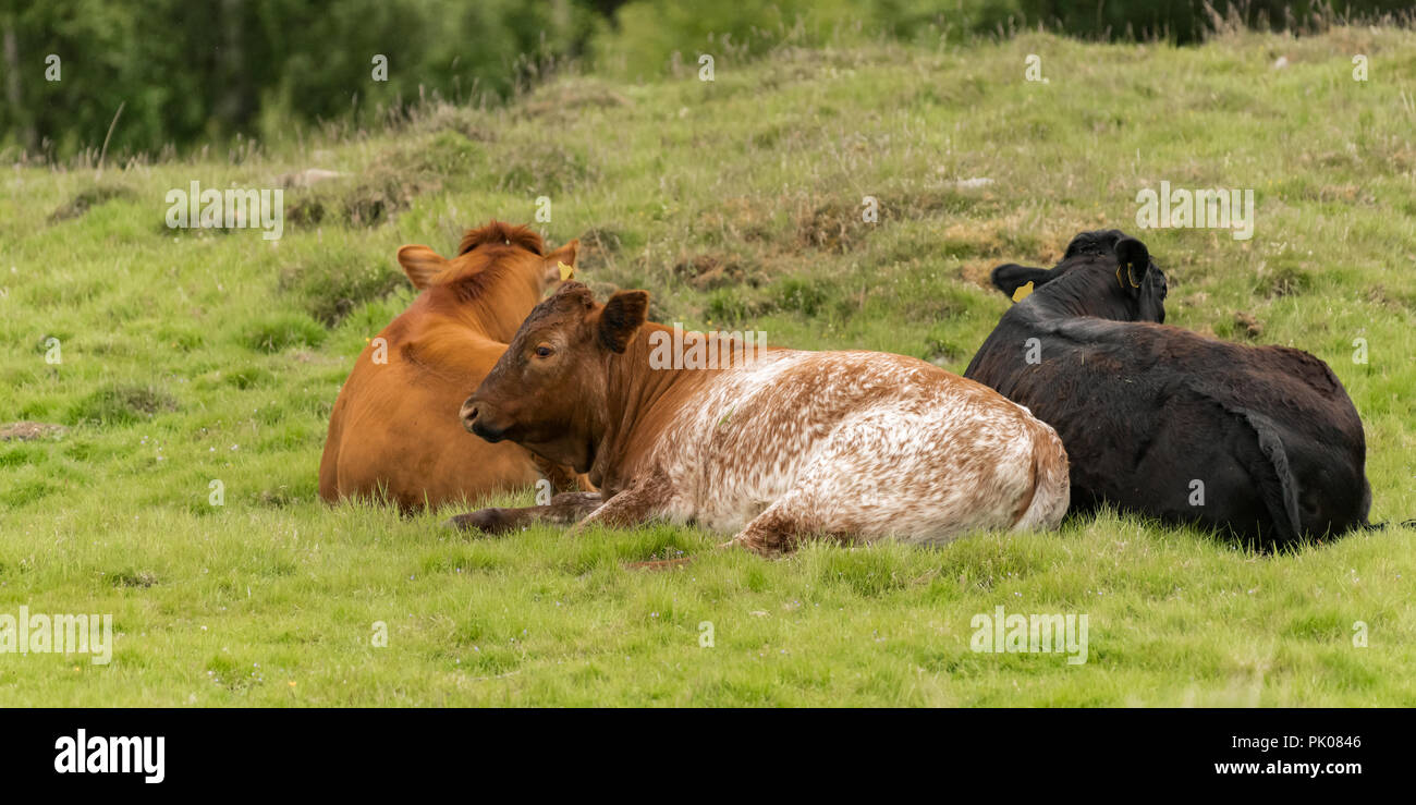 Three cows lying down together in group in field Stock Photo