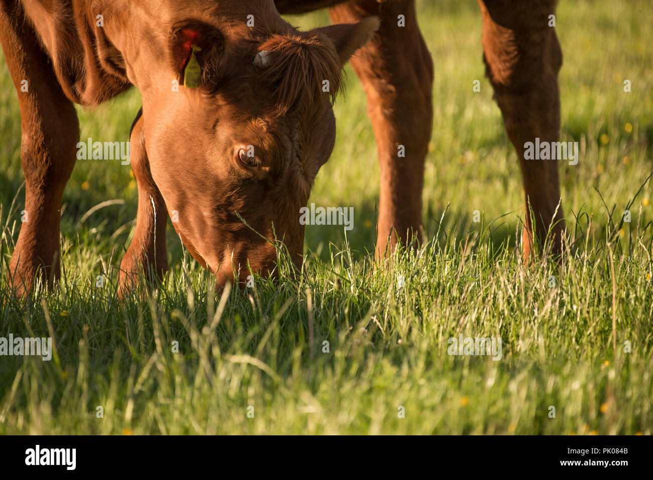 Brown cow grazing on rich pasture Stock Photo