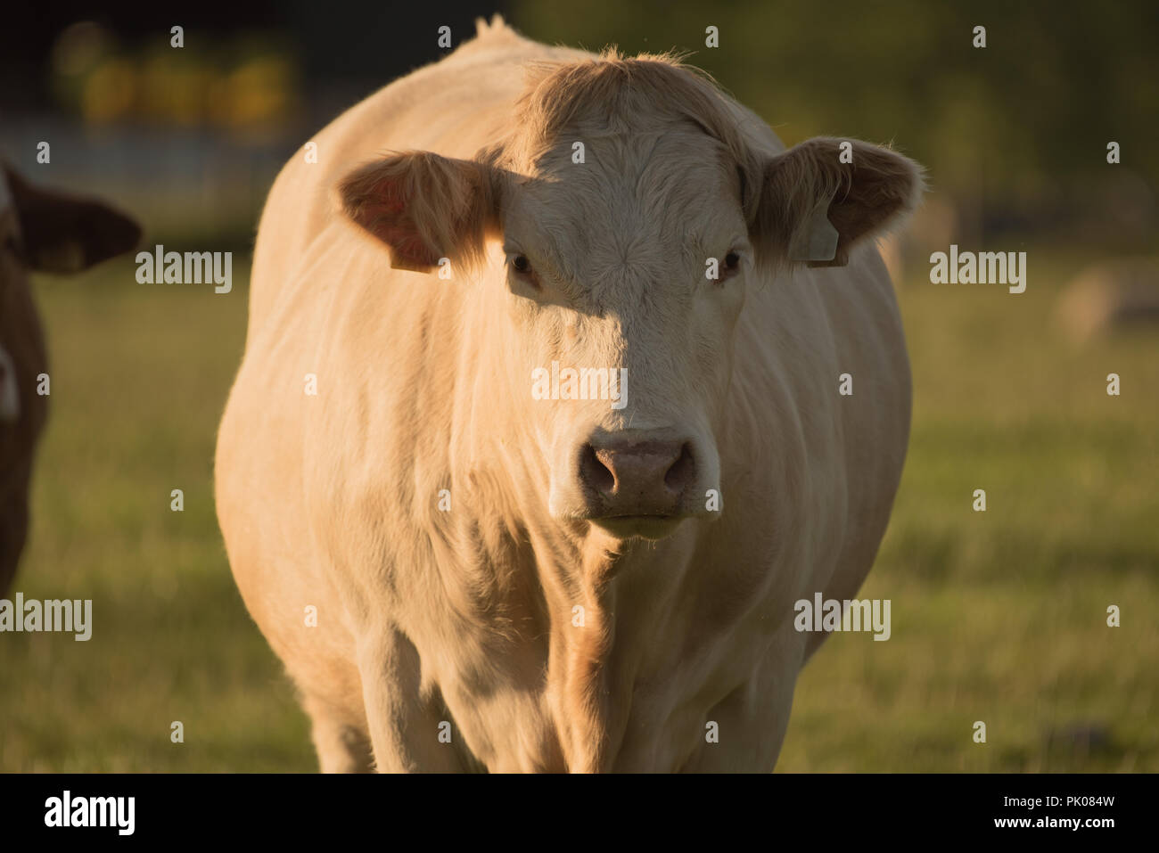 Charolais cow in field portrait view Stock Photo