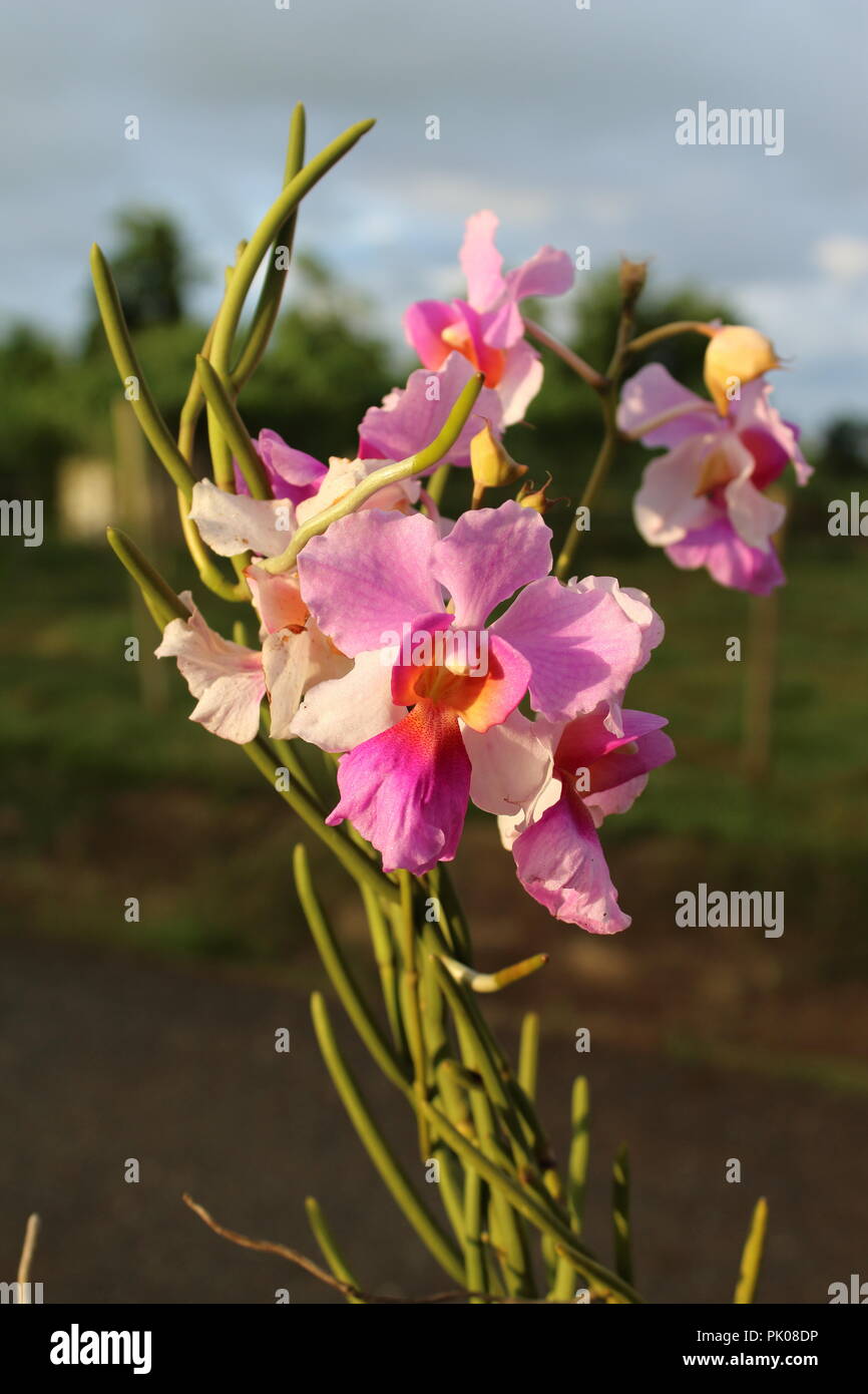 Orchid of philippines hires stock photography and images Alamy