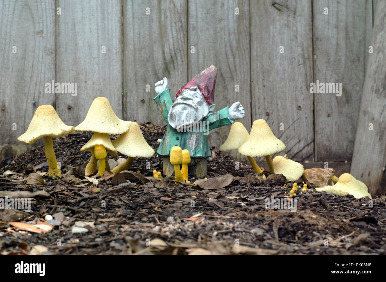 Live mushrooms and Garden Gnome together in a home garden bed, view two