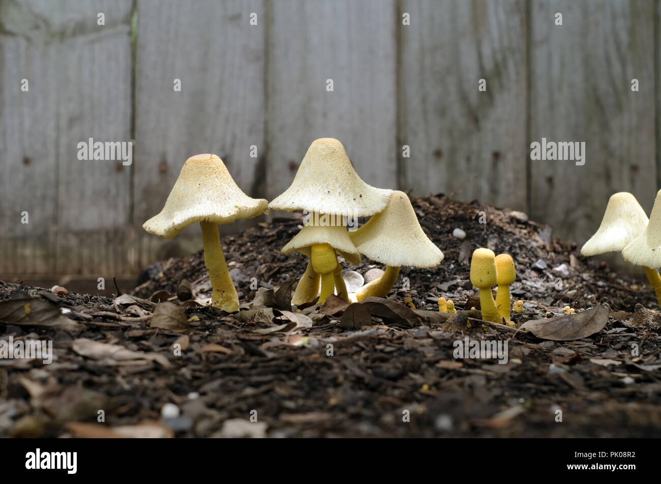 Mushrooms In Varying Stages Grow In Garden Soil Stock Photo