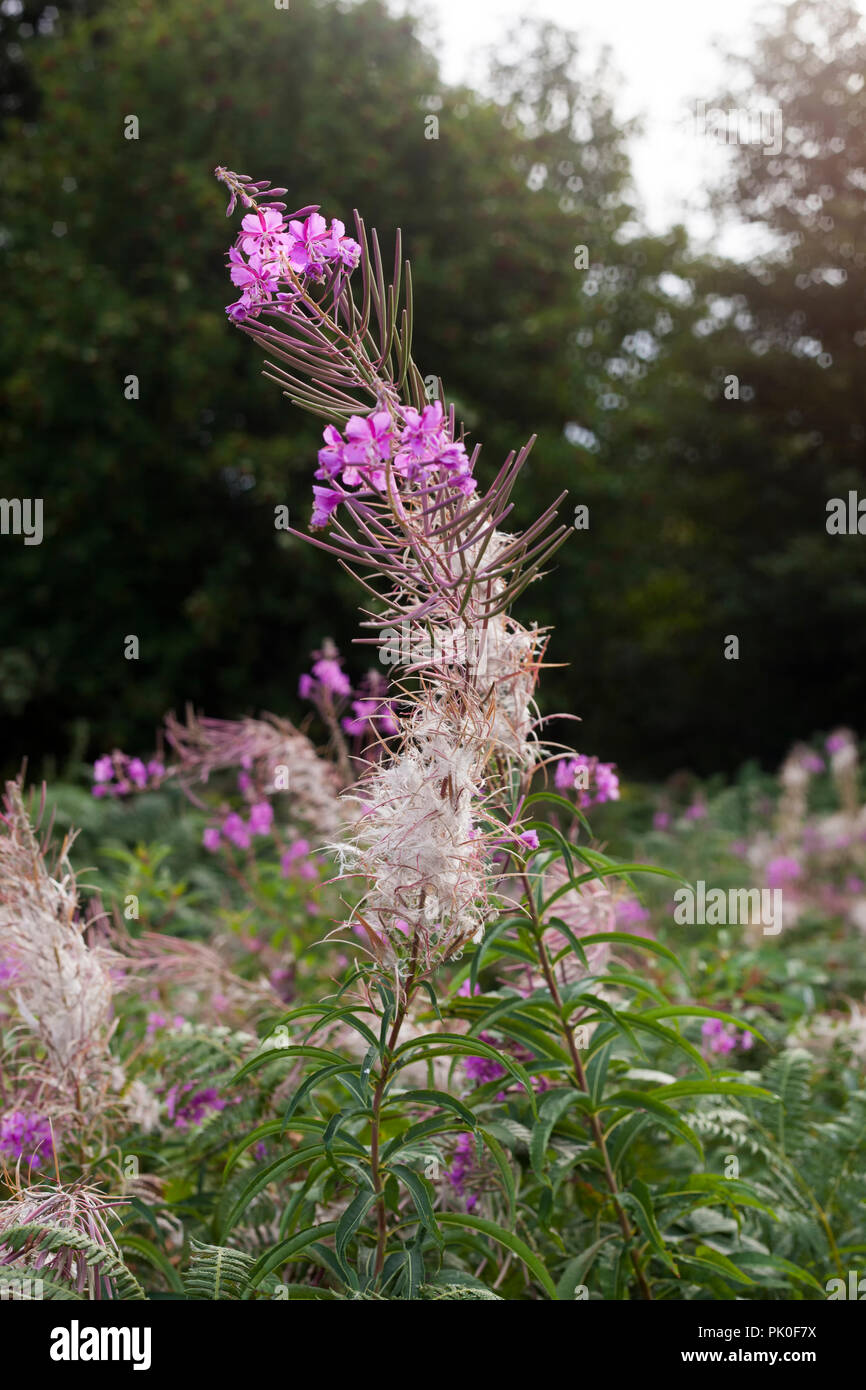 Rosebay Willowherb Railway High Resolution Stock Photography and Images ...