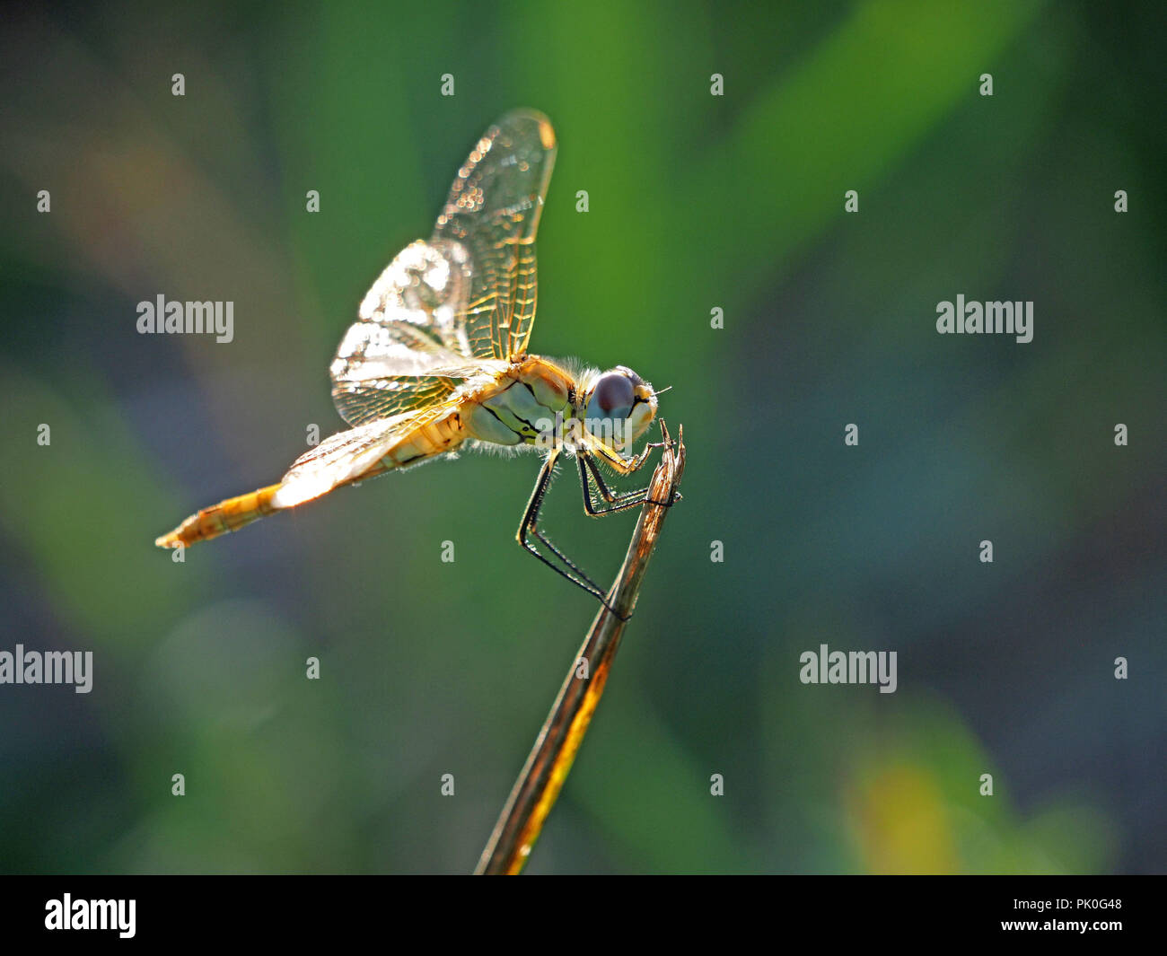 female Common Darter dragonfly (Sympetrum striolatum) in Tuscany, Italy Stock Photo