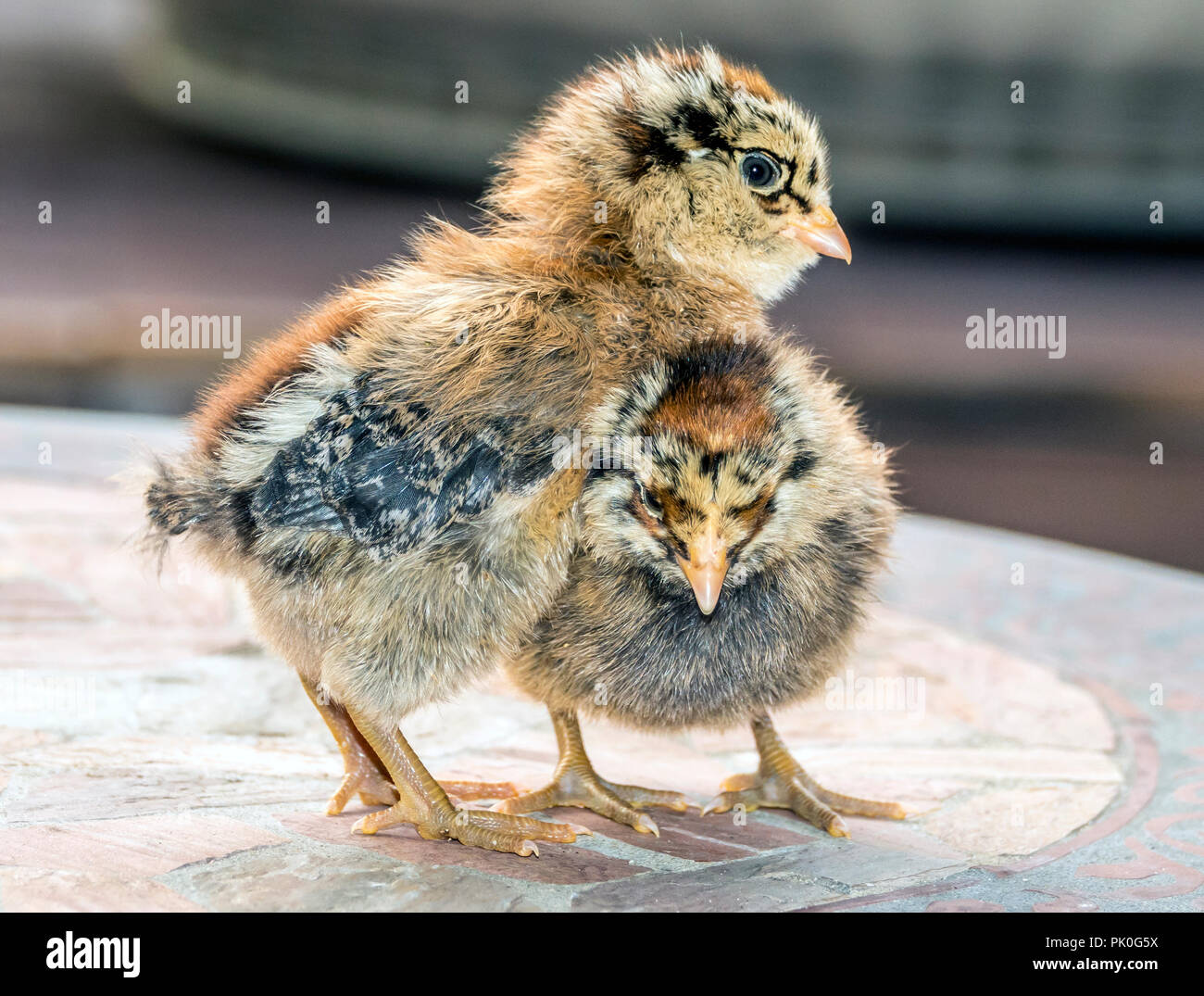 chicken,Gallus gallus domesticus is a type of domesticated fowl, a