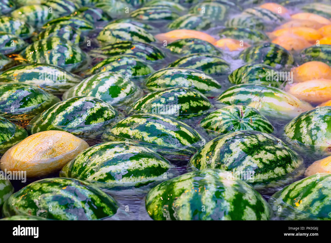 Natural large whole fresh watermelons floating and cooling in water Stock Photo Alamy