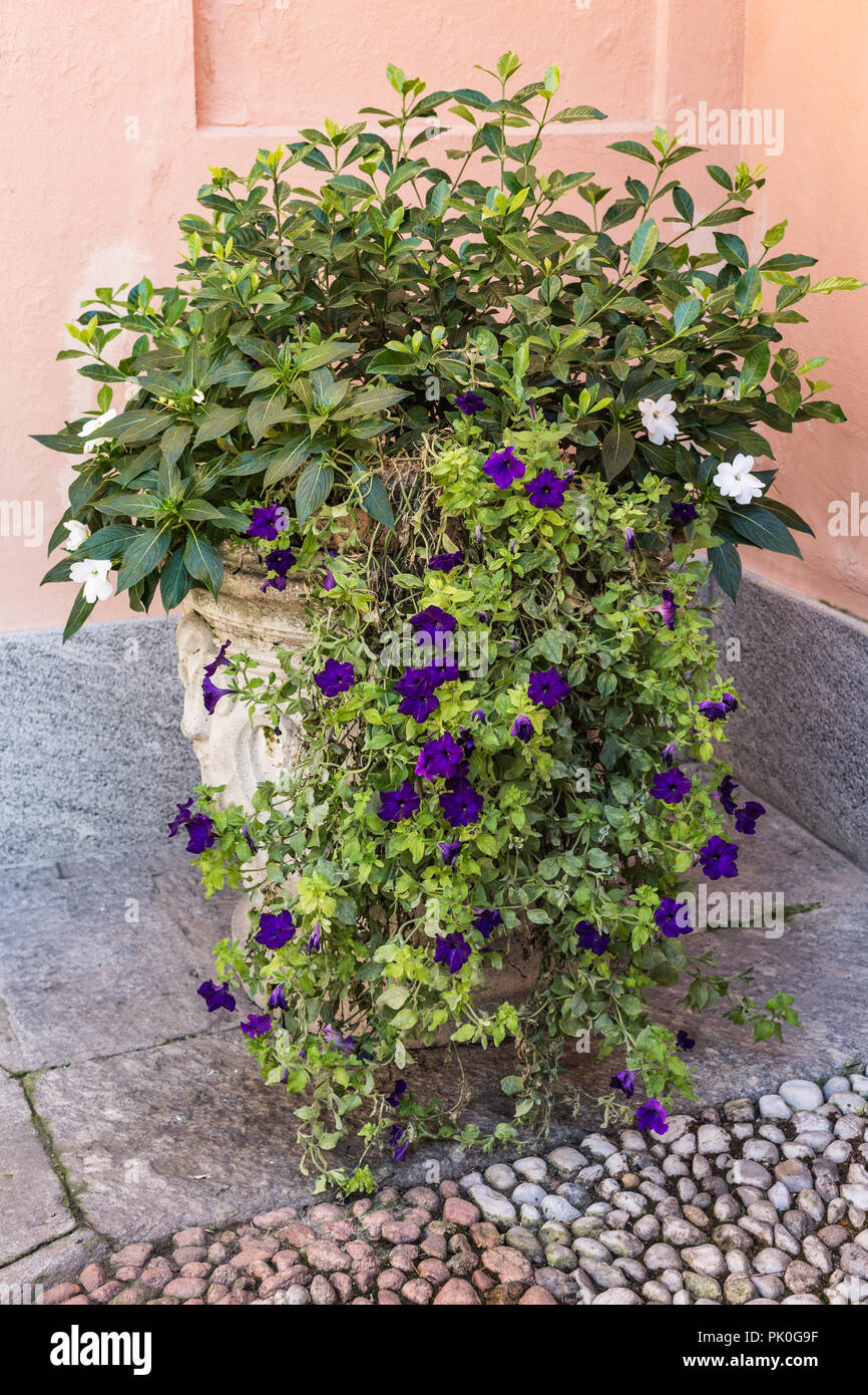 Ancient stone vase with flowers Stock Photo Alamy