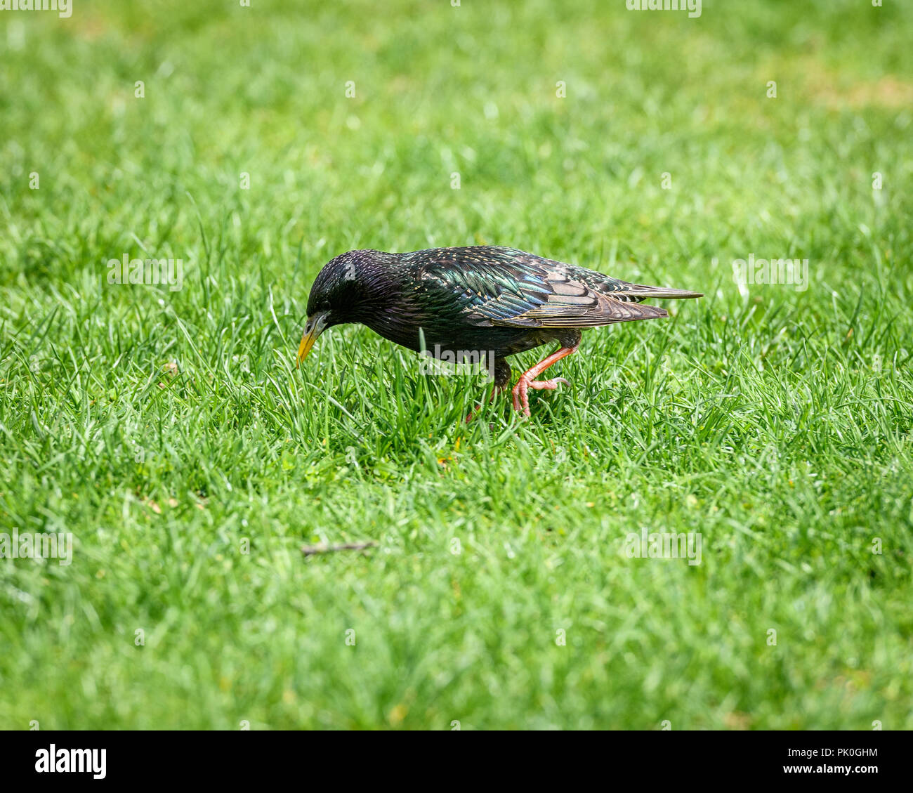 European Starling (Sturnus Vulgaris) Grazing On The Grass Stock Photo