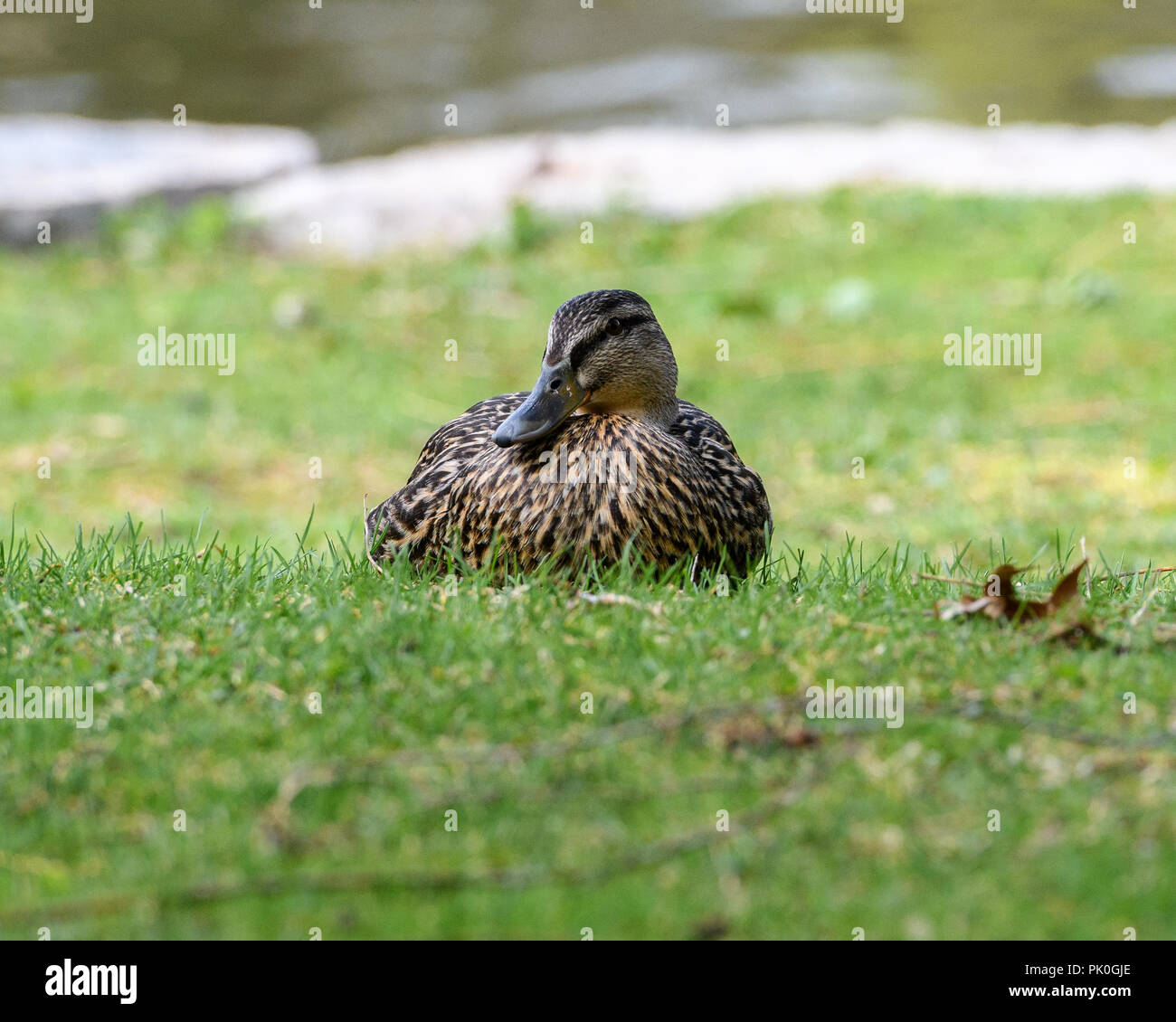 Female Mallard Duck (anas platyrhynchos) Sitting In The Grass With A Pond In The Background Stock Photo