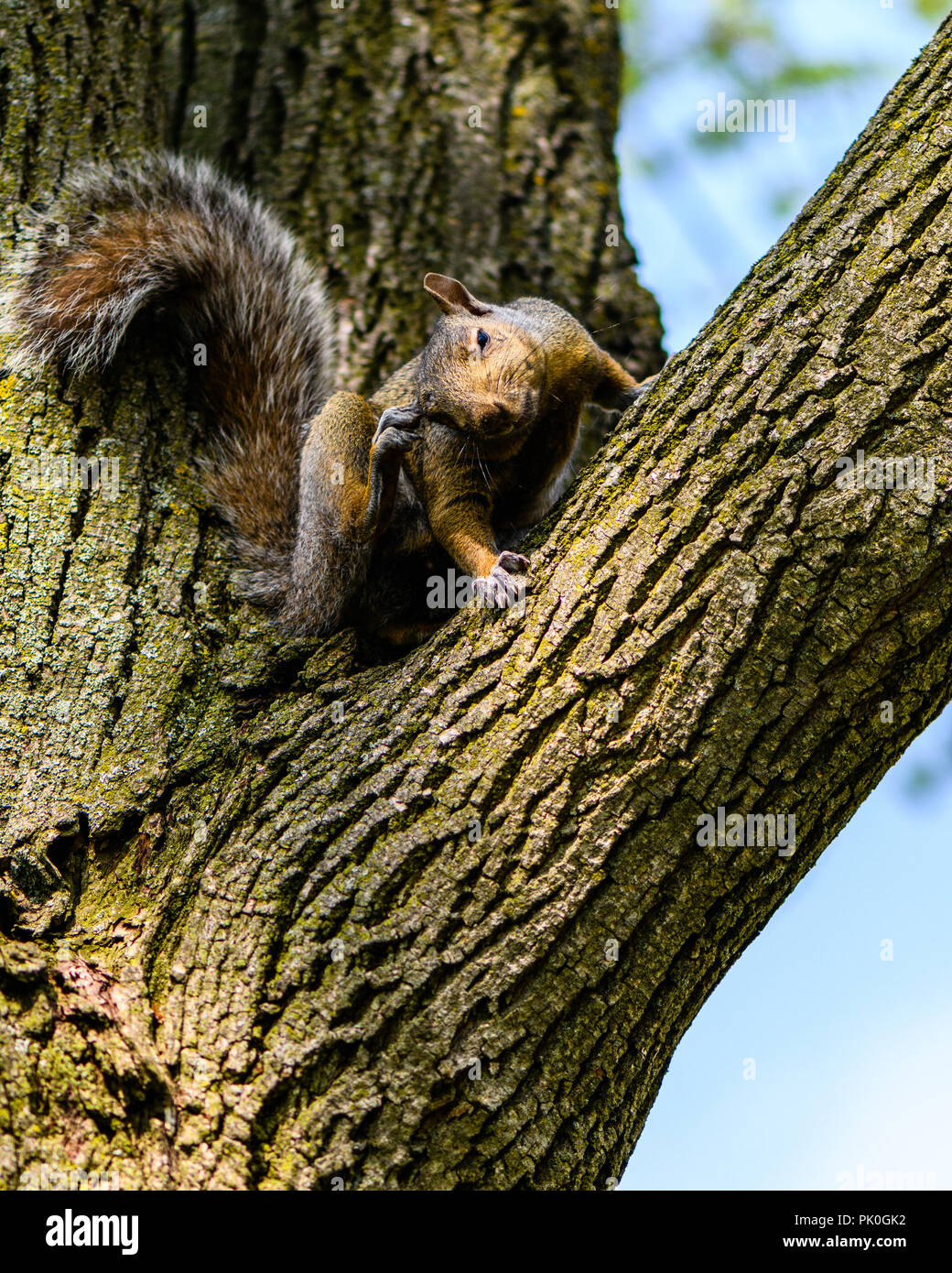 Grey Squirrel (Sciurus Carolinensis) On A Tree Branch Scratching Its Ear Stock Photo